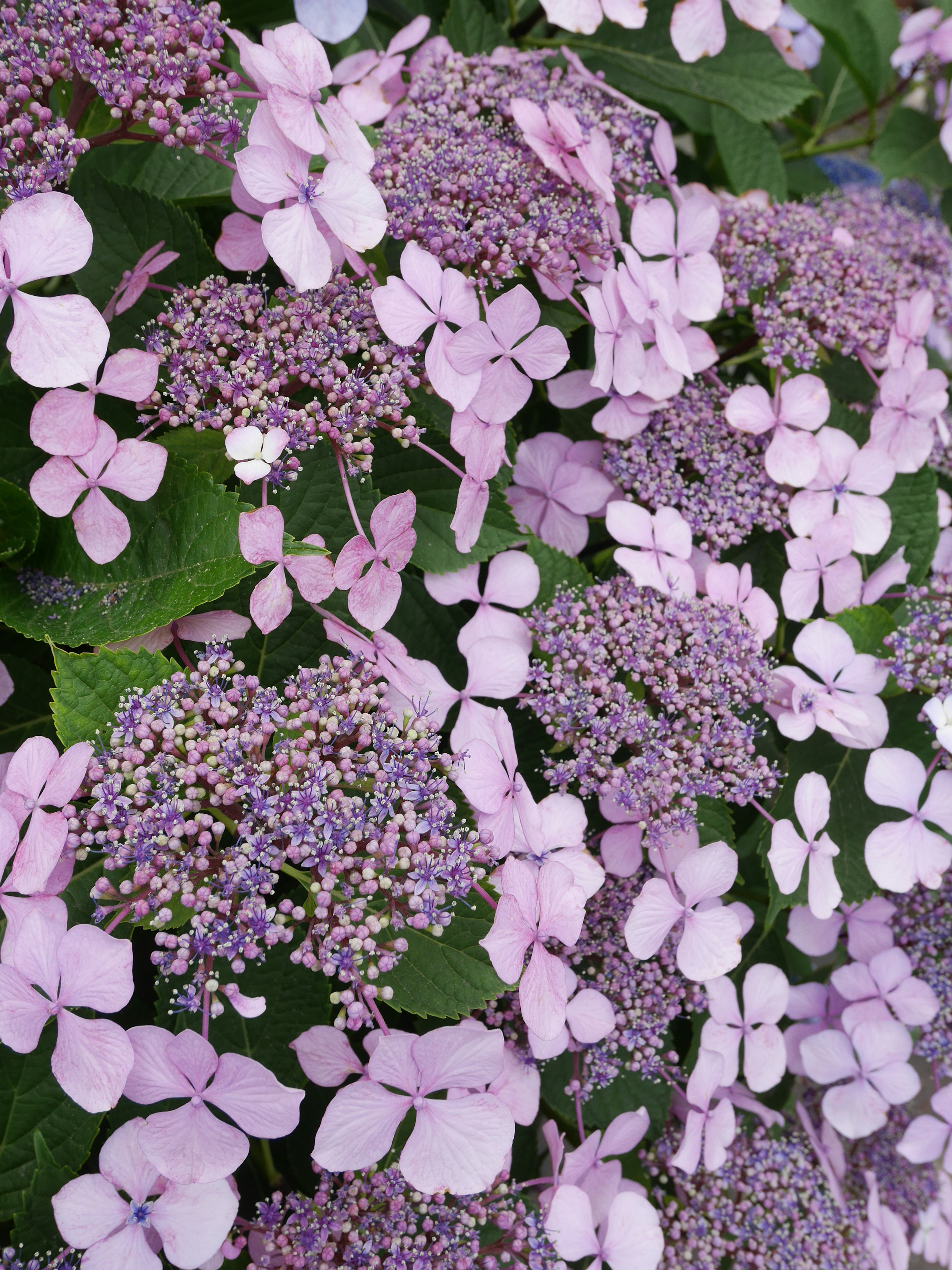 Gros plan de hortensias avec des fleurs violettes douces