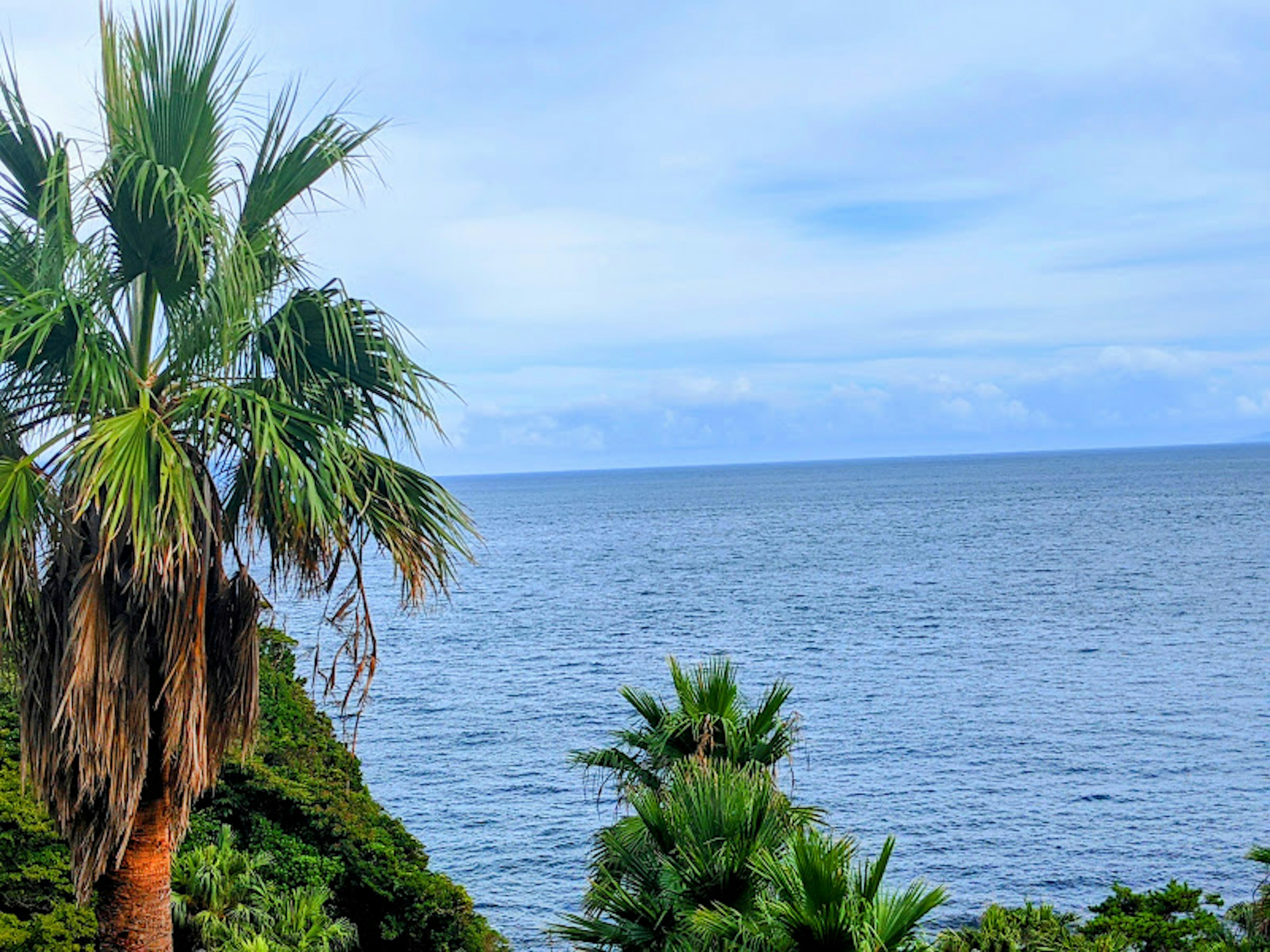 Palm trees overlooking a calm sea under a blue sky