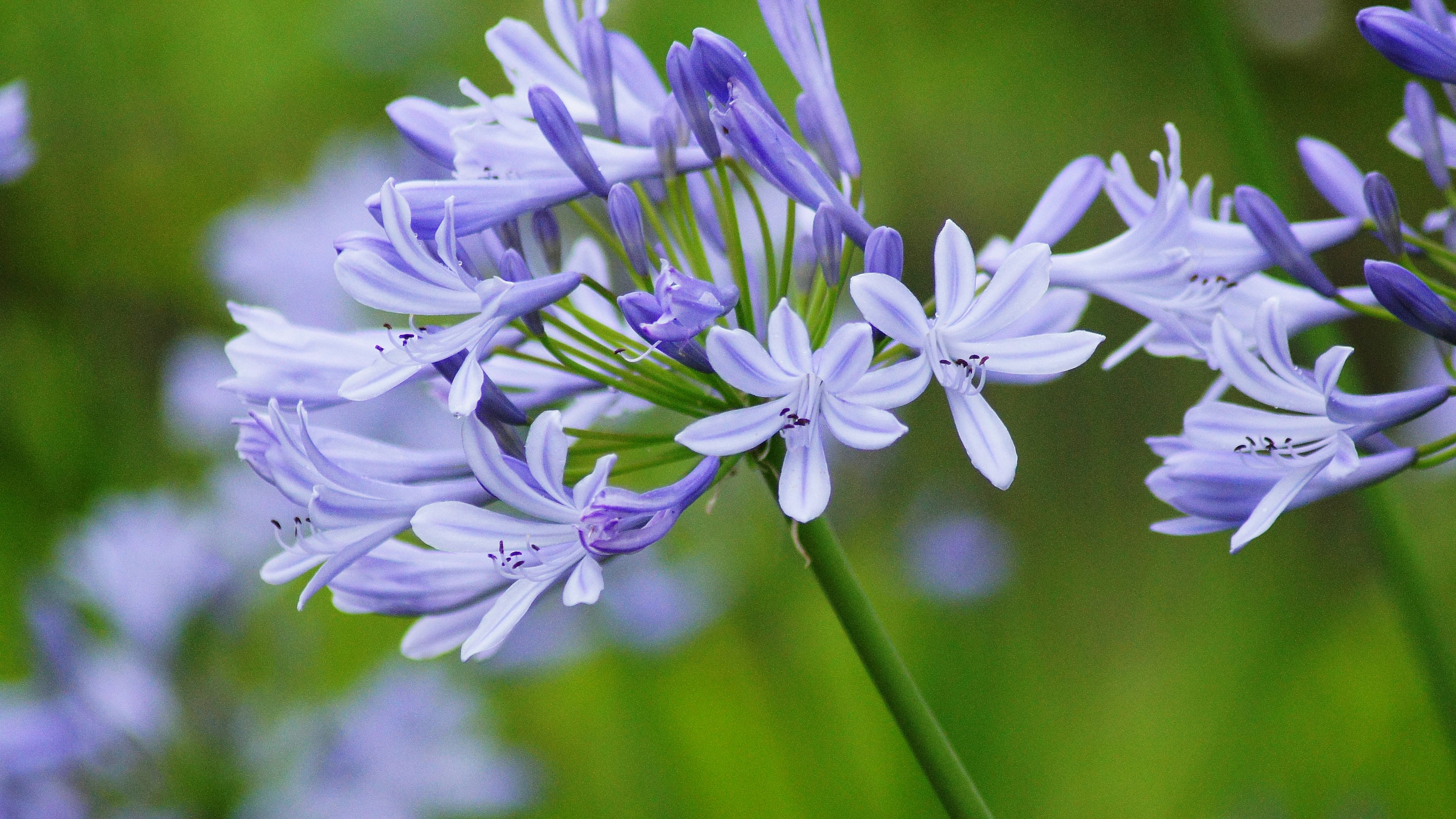 Ansammlung von lila Blumen vor grünem Hintergrund