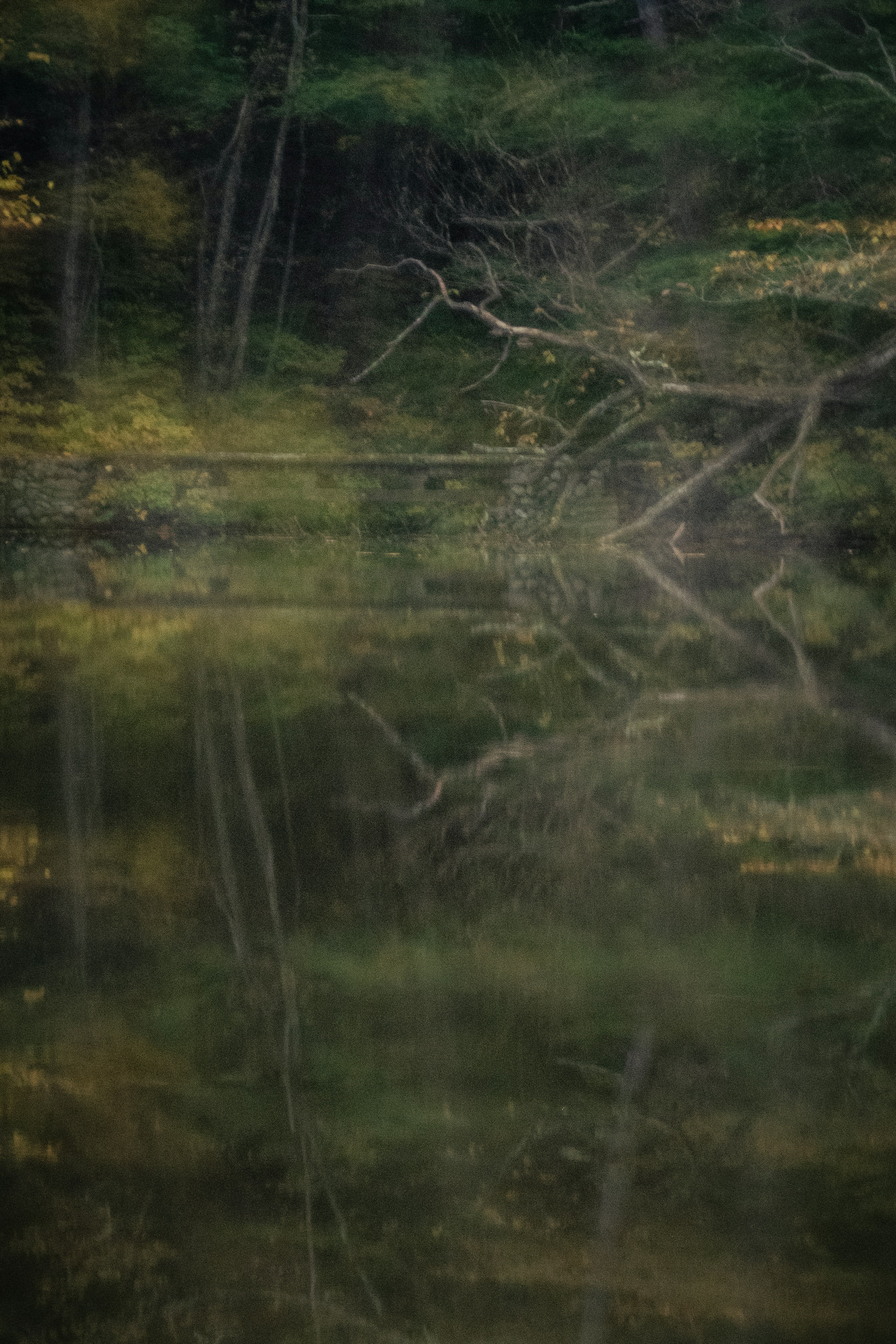 Riflessione degli alberi sulla superficie dell'acqua con delicate sfumature verdi