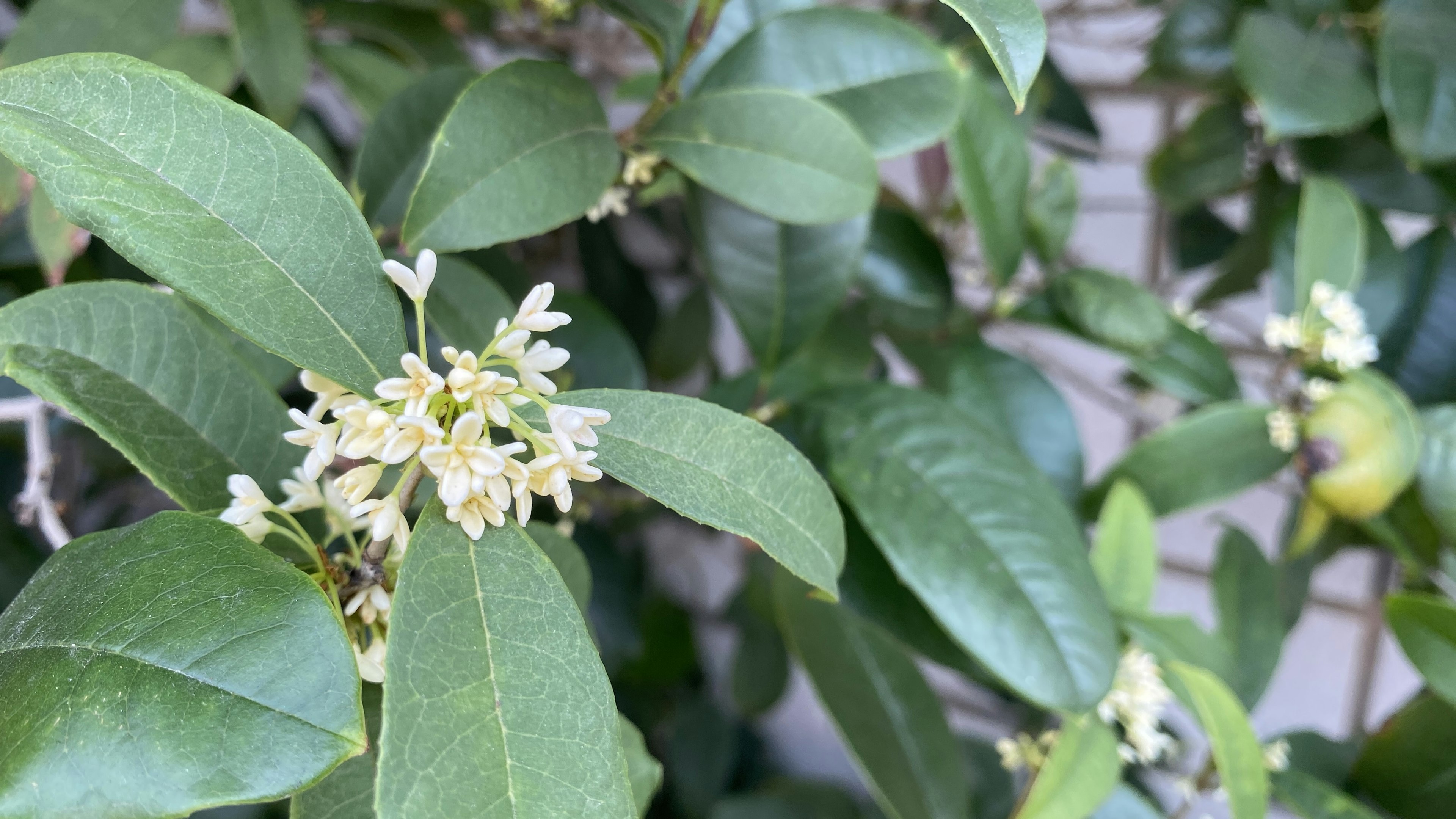 特写植物，绿叶和小白花