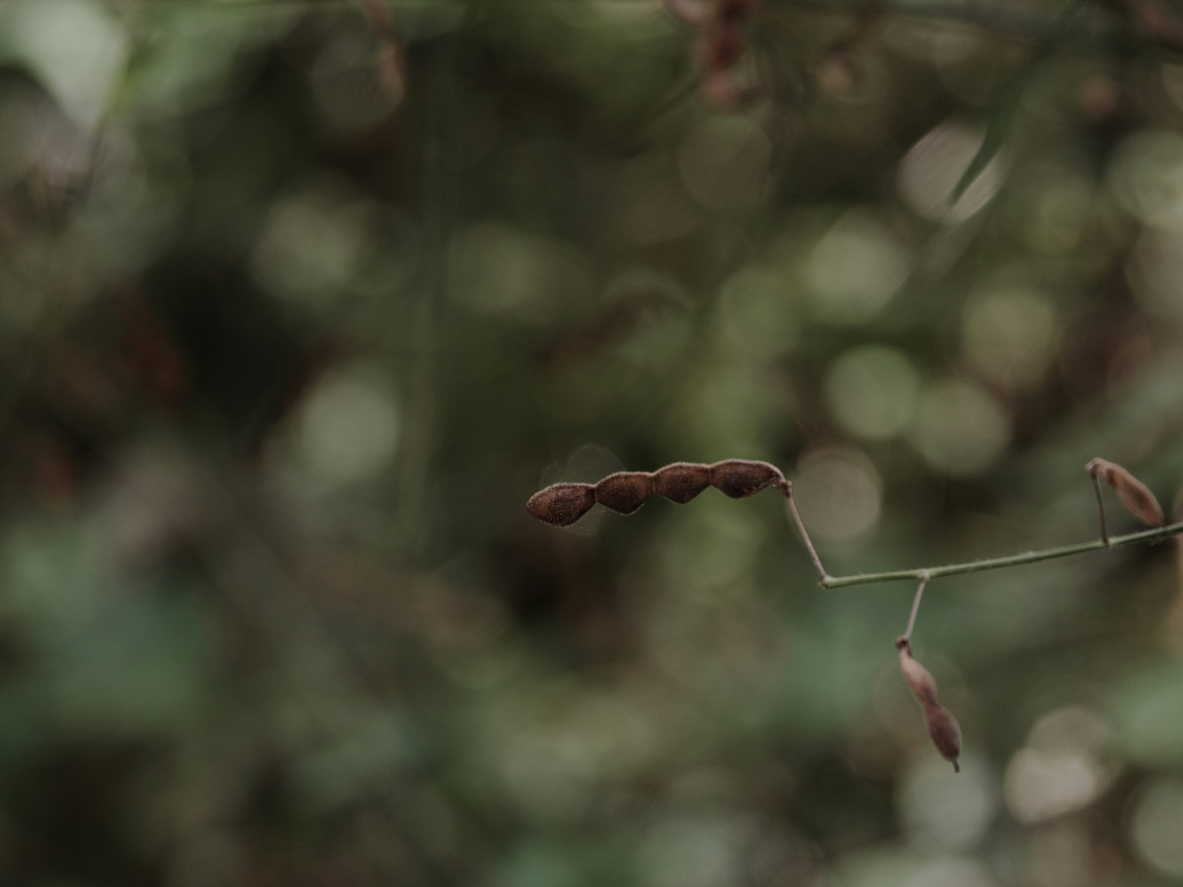 緑の背景にある茶色の豆のような植物の枝