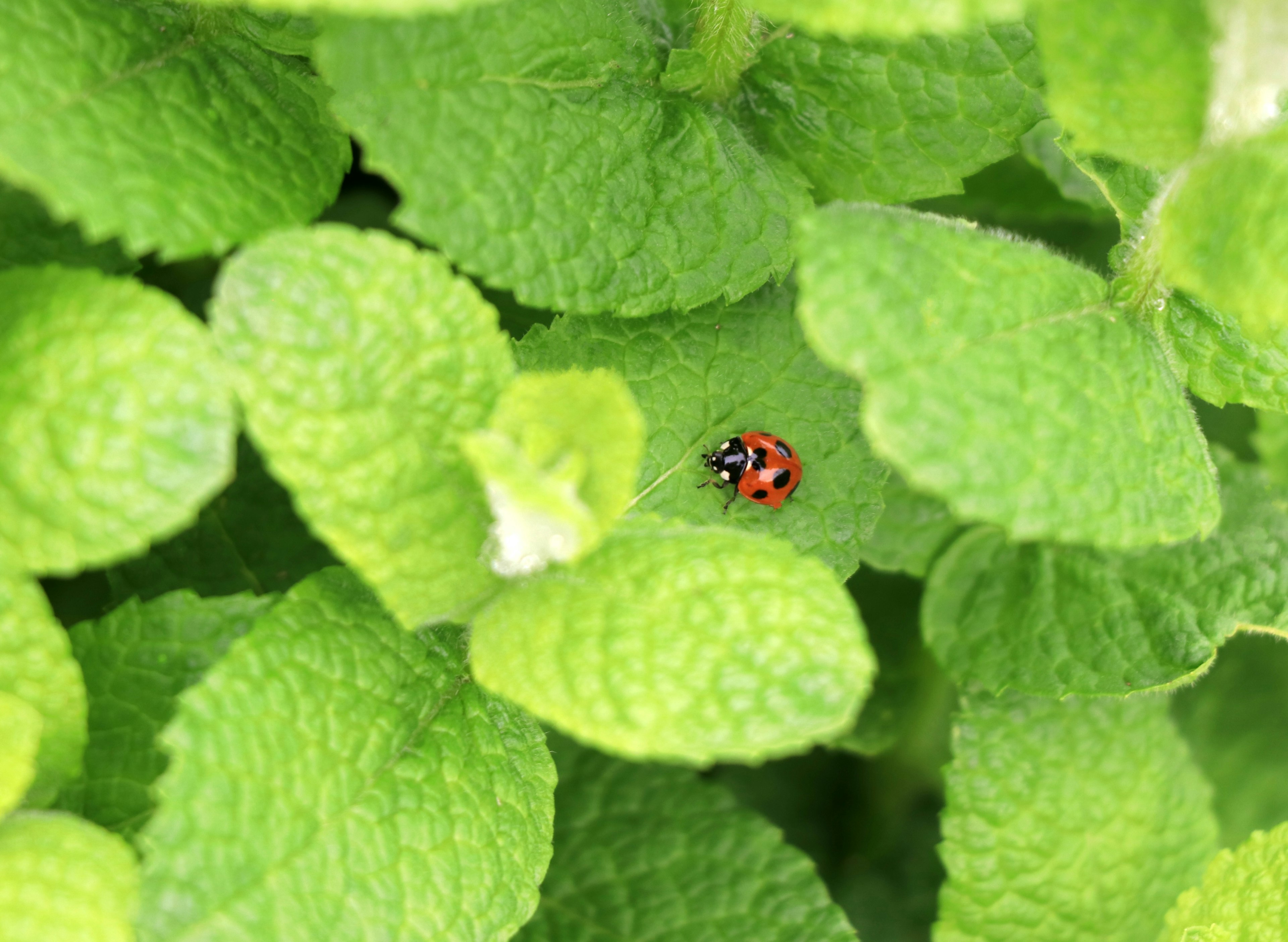 Coccinelle rouge sur des feuilles de menthe verte