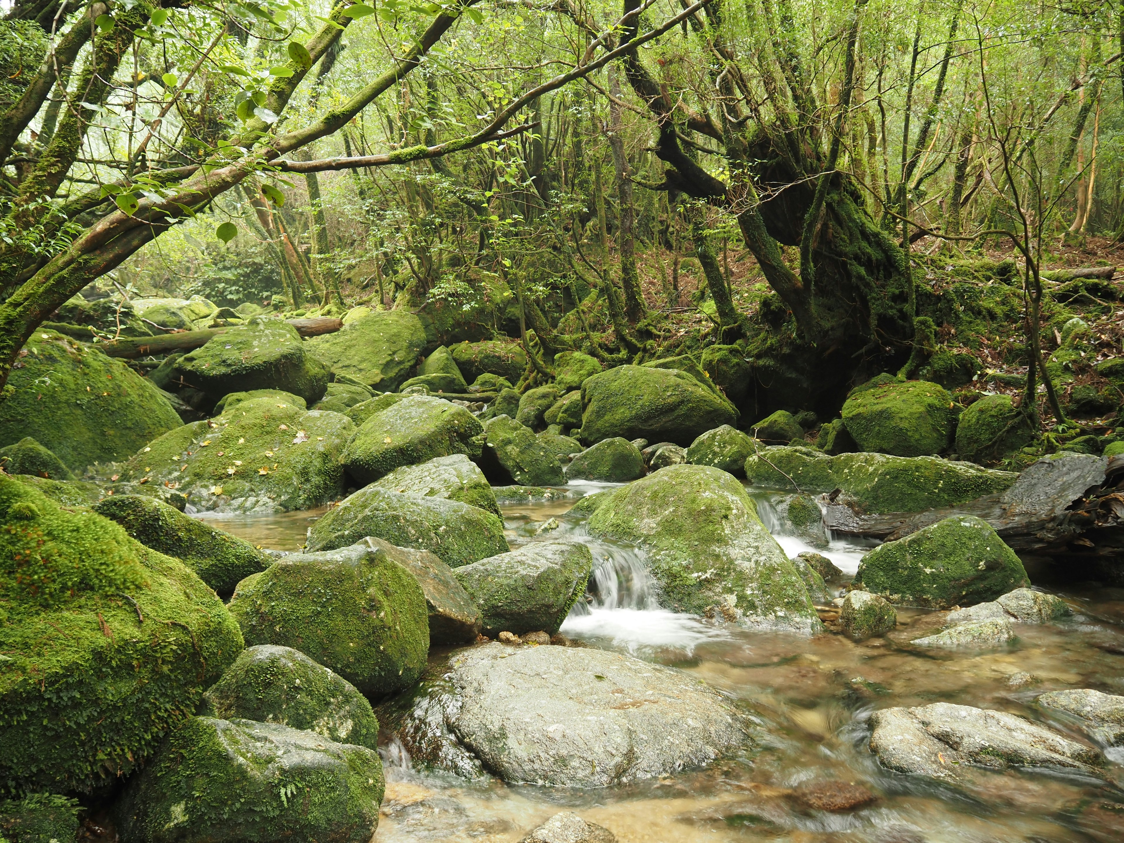 Bach, der durch einen üppigen grünen Wald mit moosbedeckten Felsen fließt