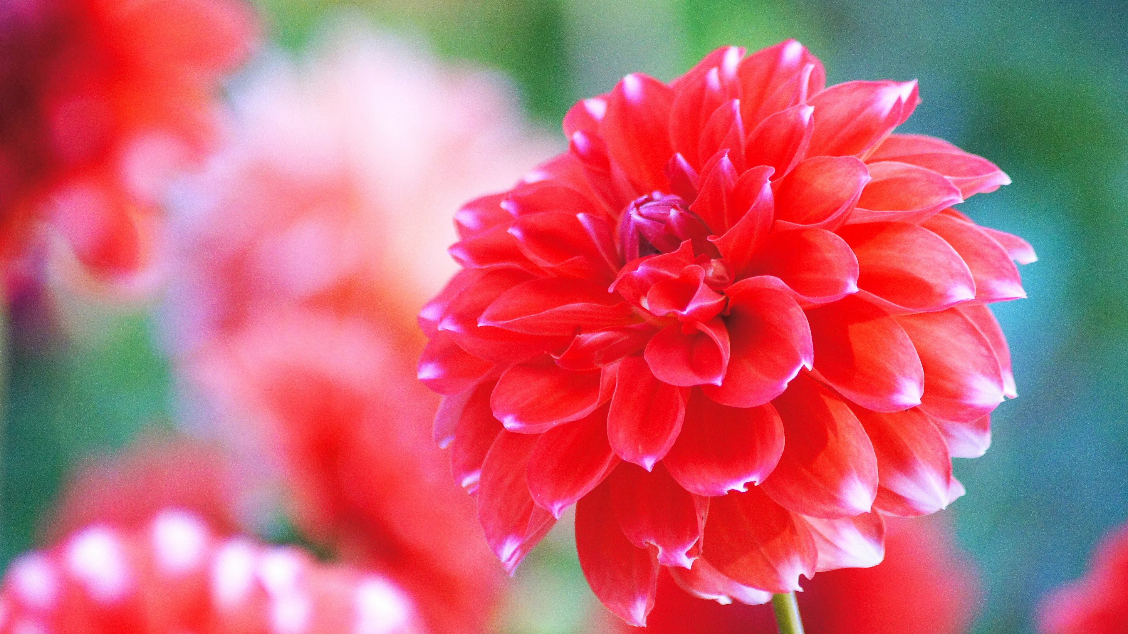 Hoa dahlia đỏ rực rỡ với nền mờ