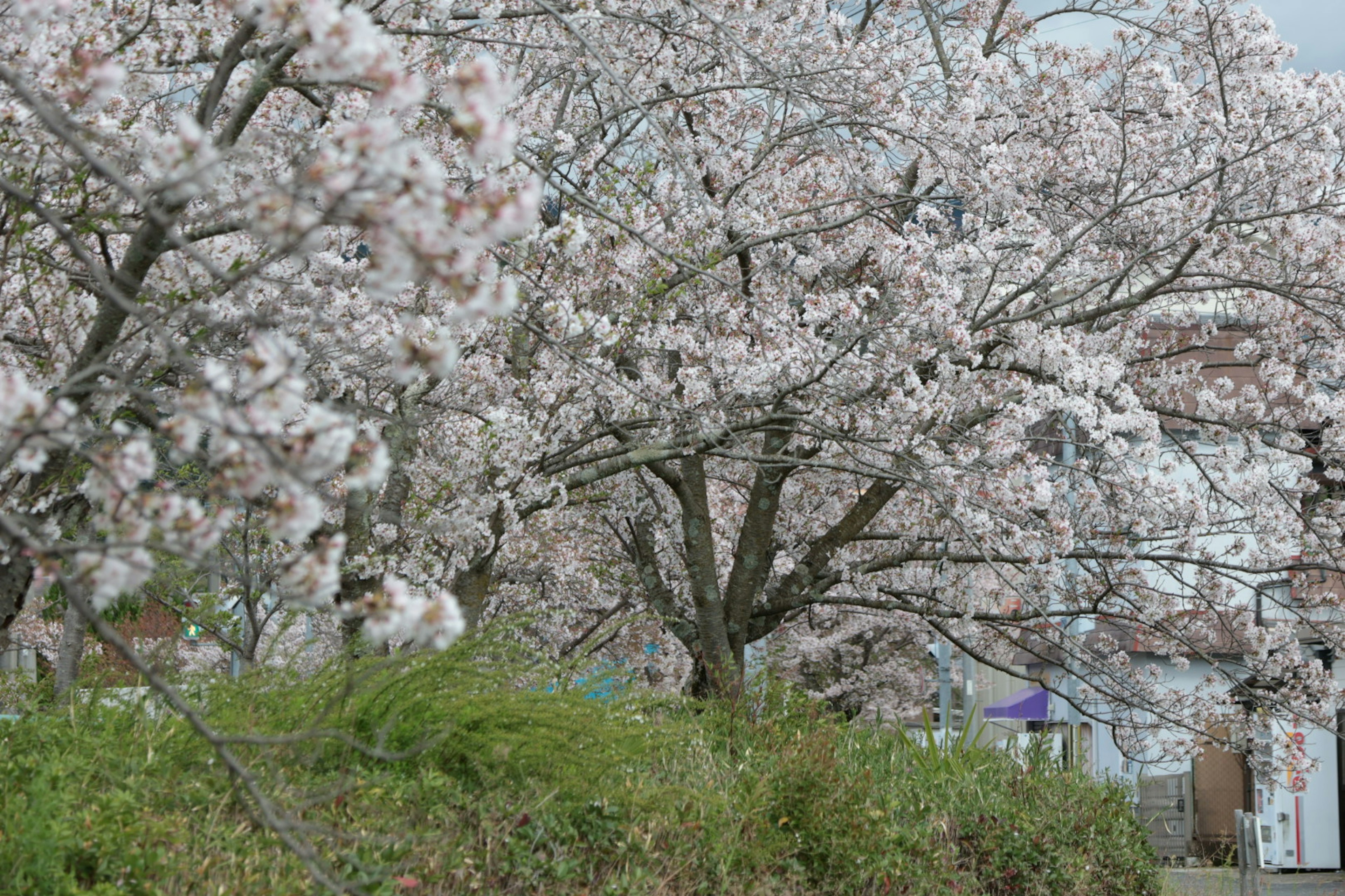 Cherry blossom trees in bloom with green grass