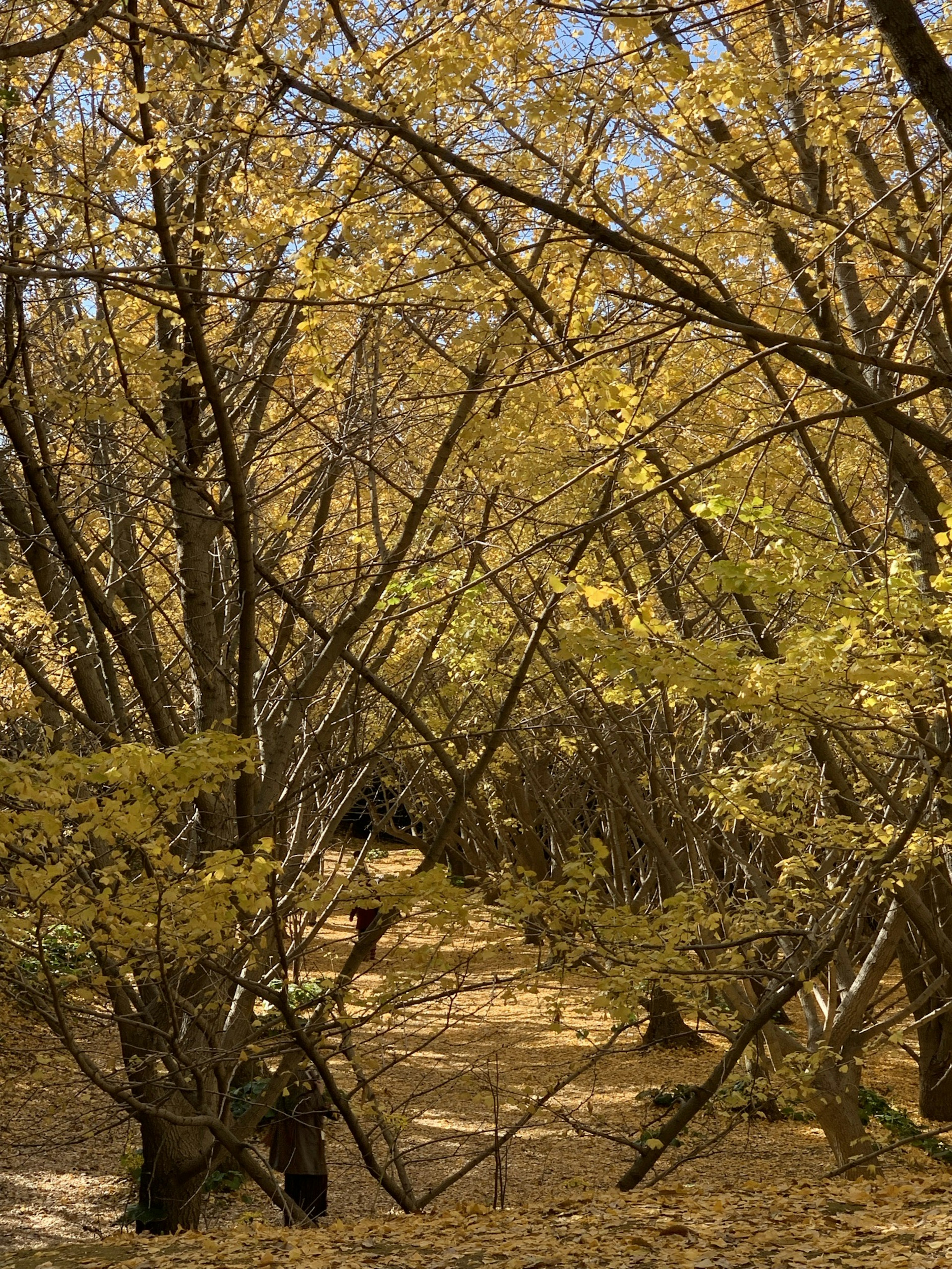 Sentier à travers des arbres aux feuilles jaunes vives