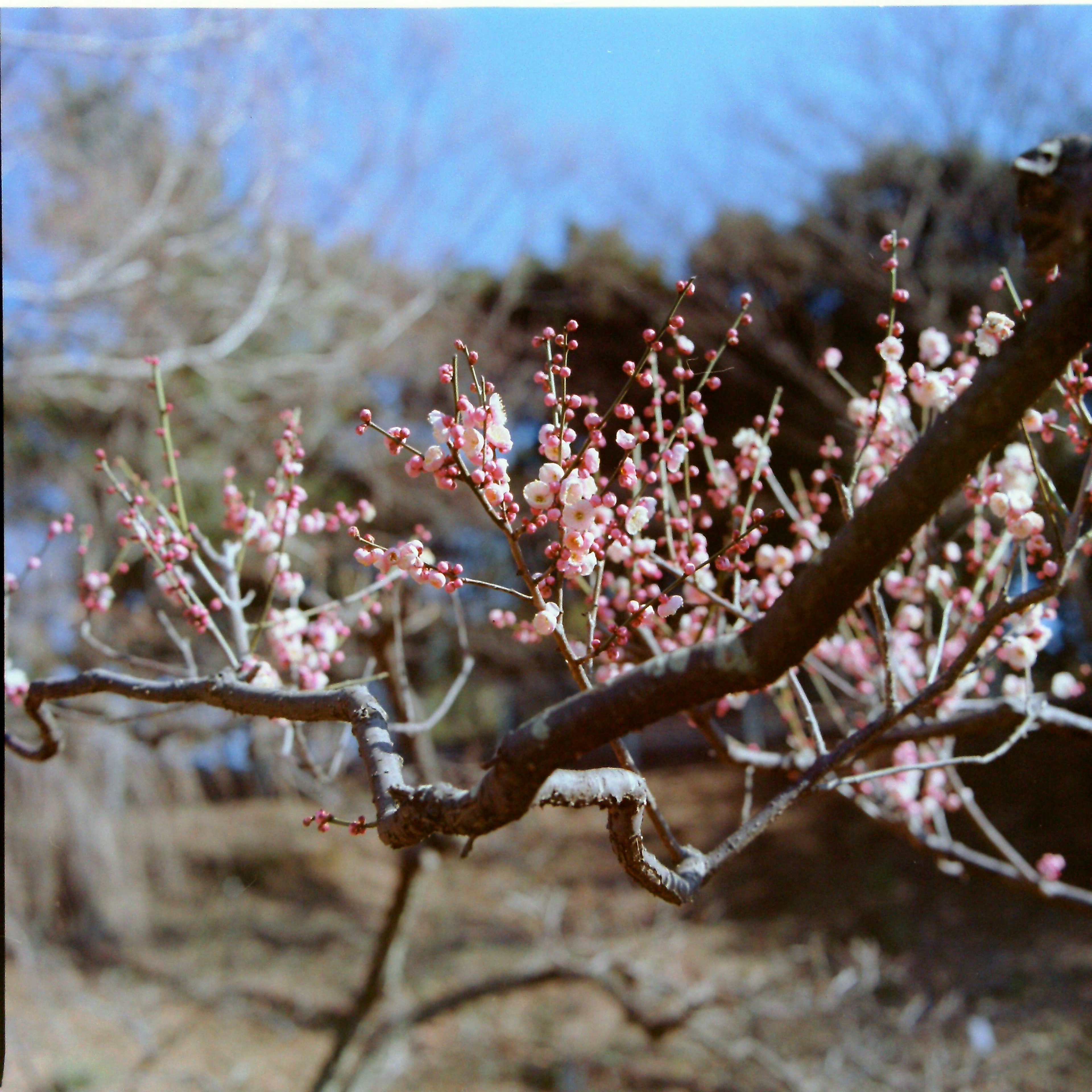 Blossoming cherry tree branches with pink flowers