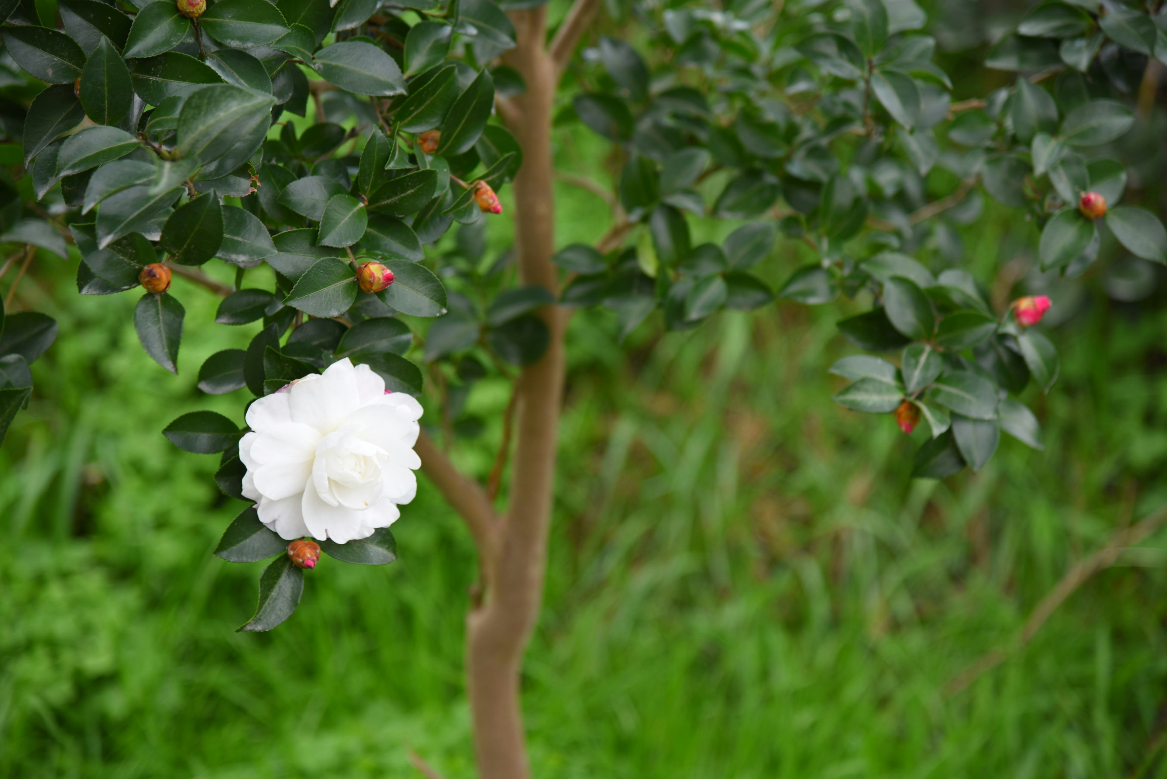 白い花が咲いている木の近くに緑の葉が広がっている