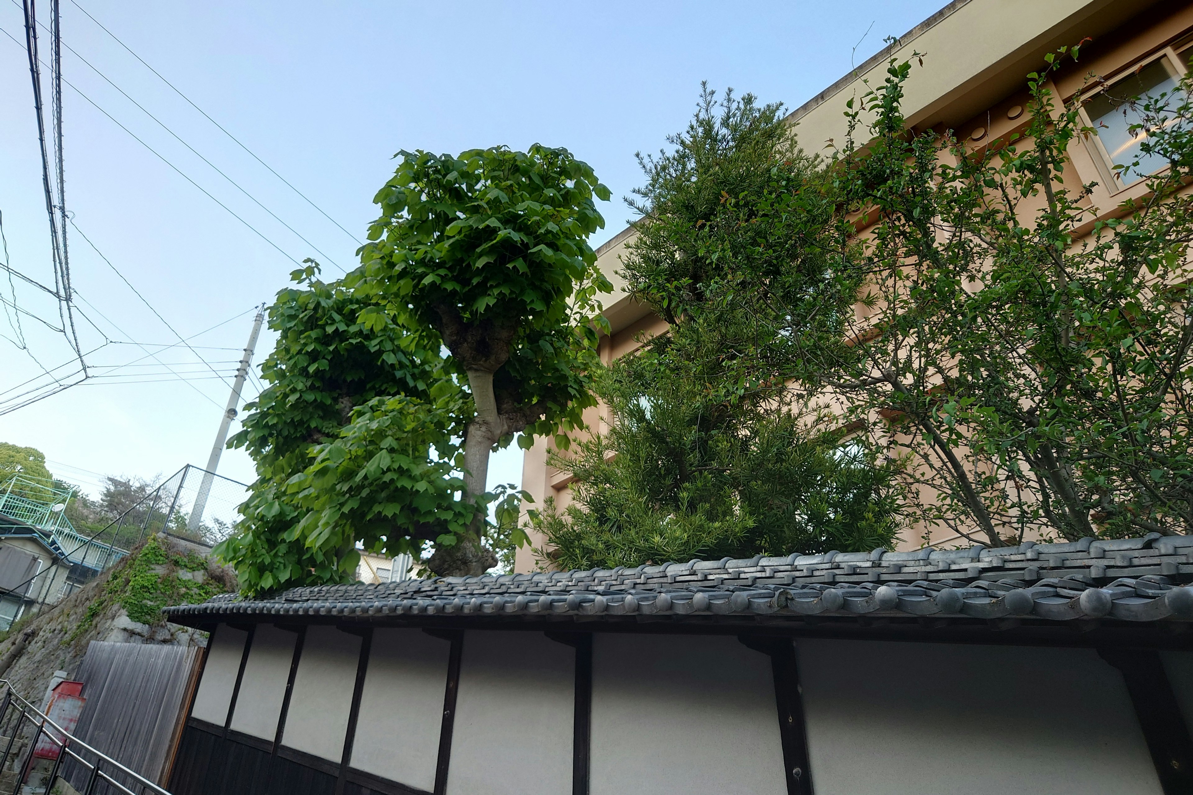 Árboles verdes exuberantes y muro tradicional bajo un cielo azul