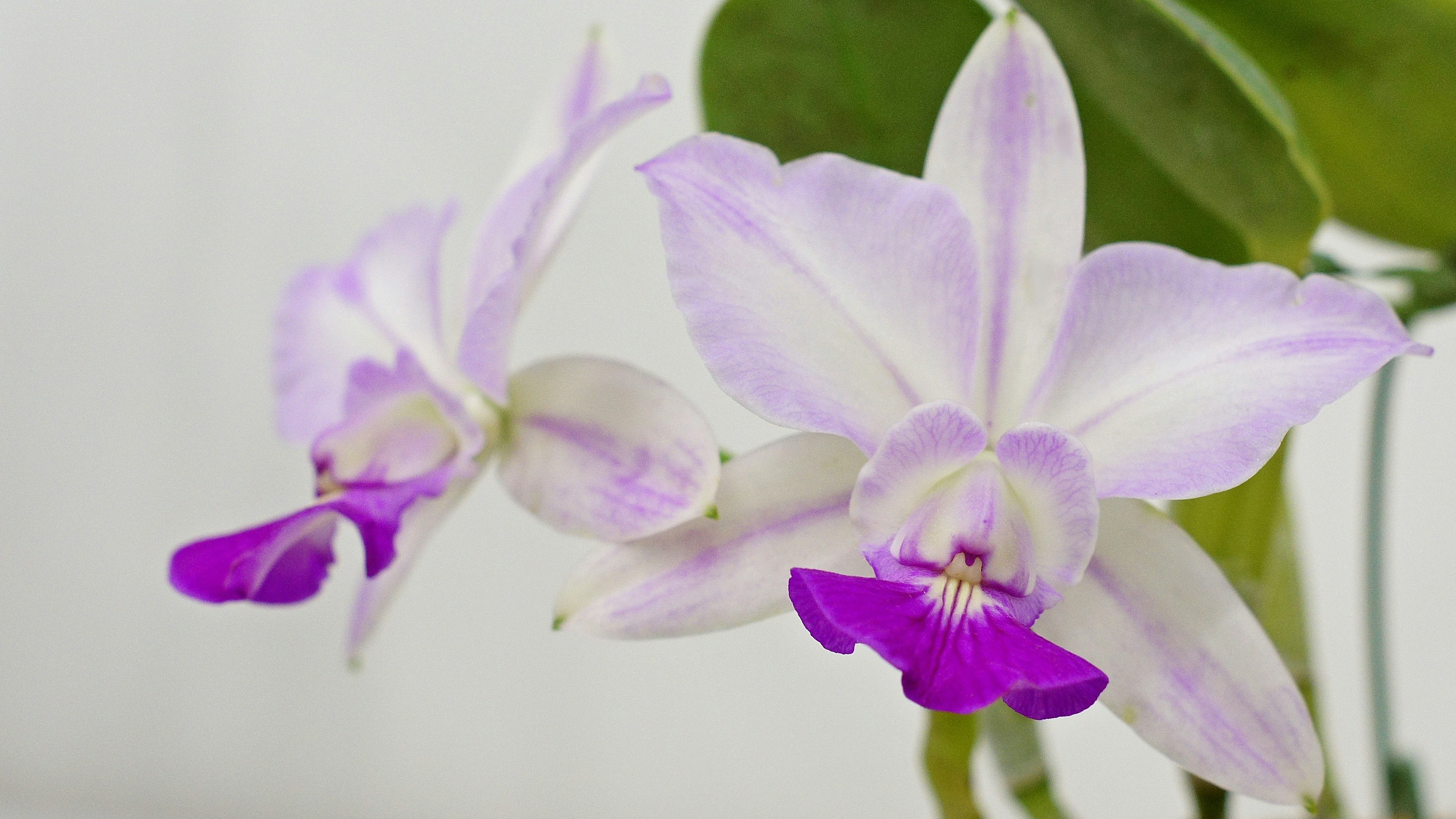 Fleurs d'orchidées violettes et blanches en fleurs