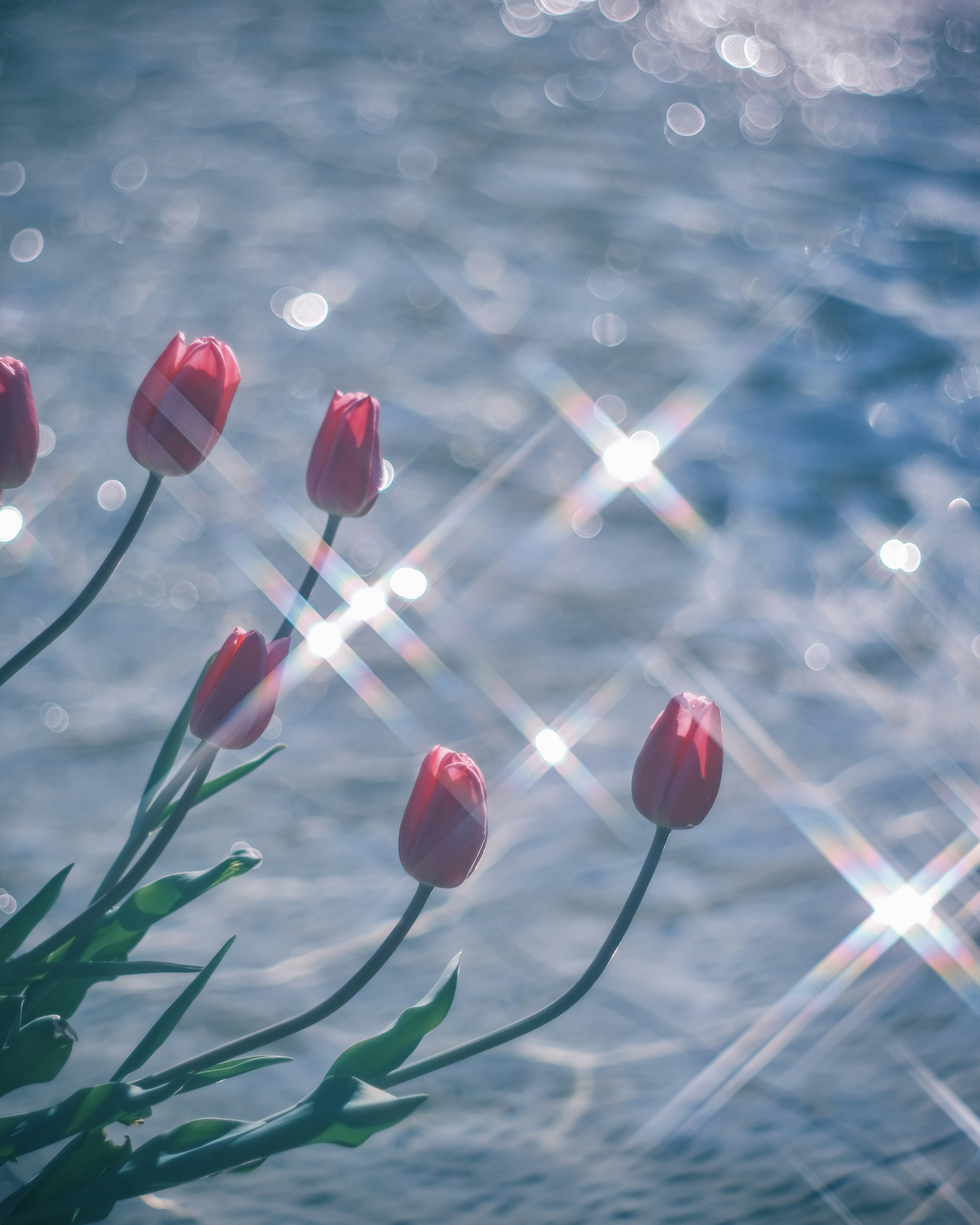 Pink tulips with sparkling reflections on the water surface