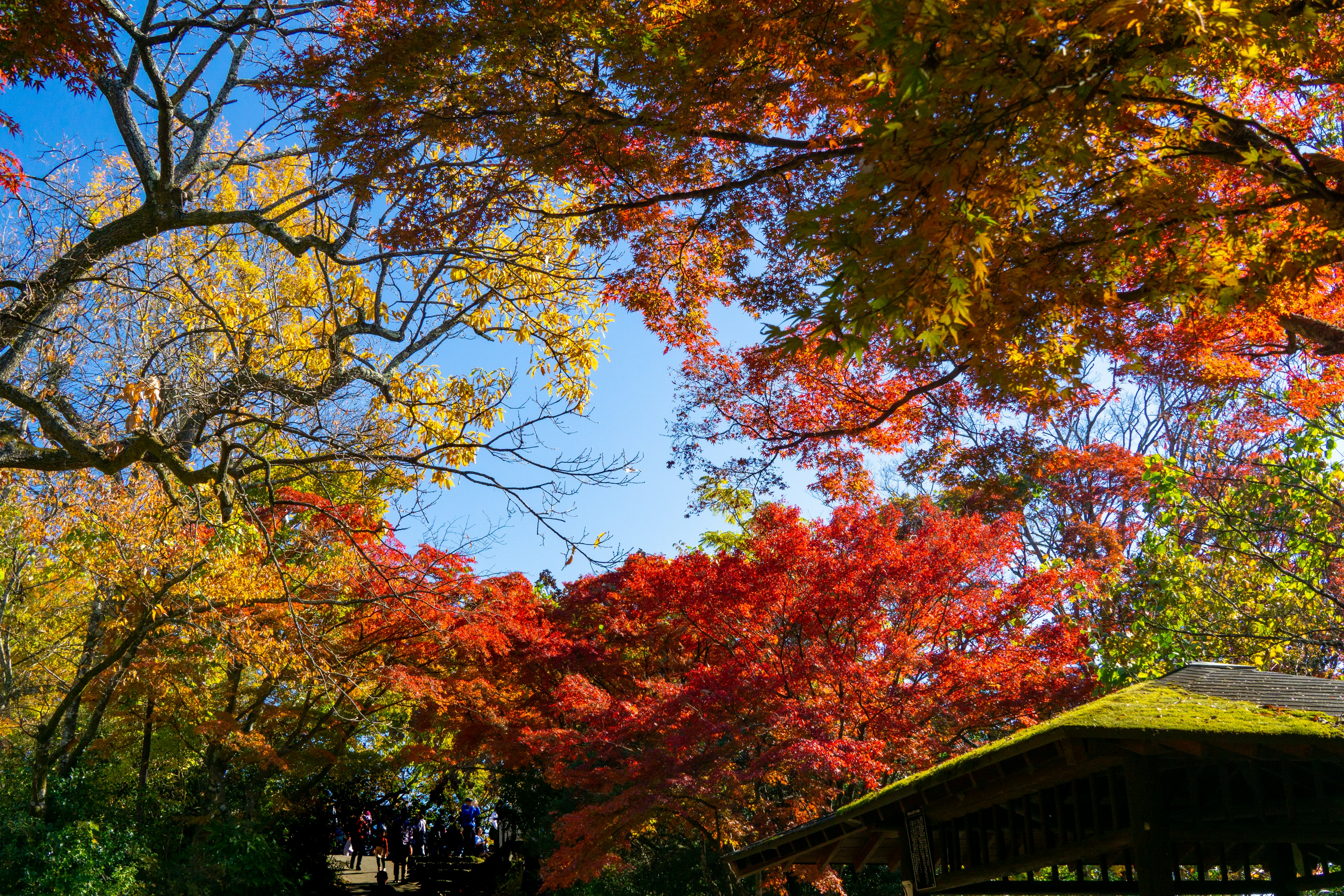 Lebhafte Herbstblätter in einem Park