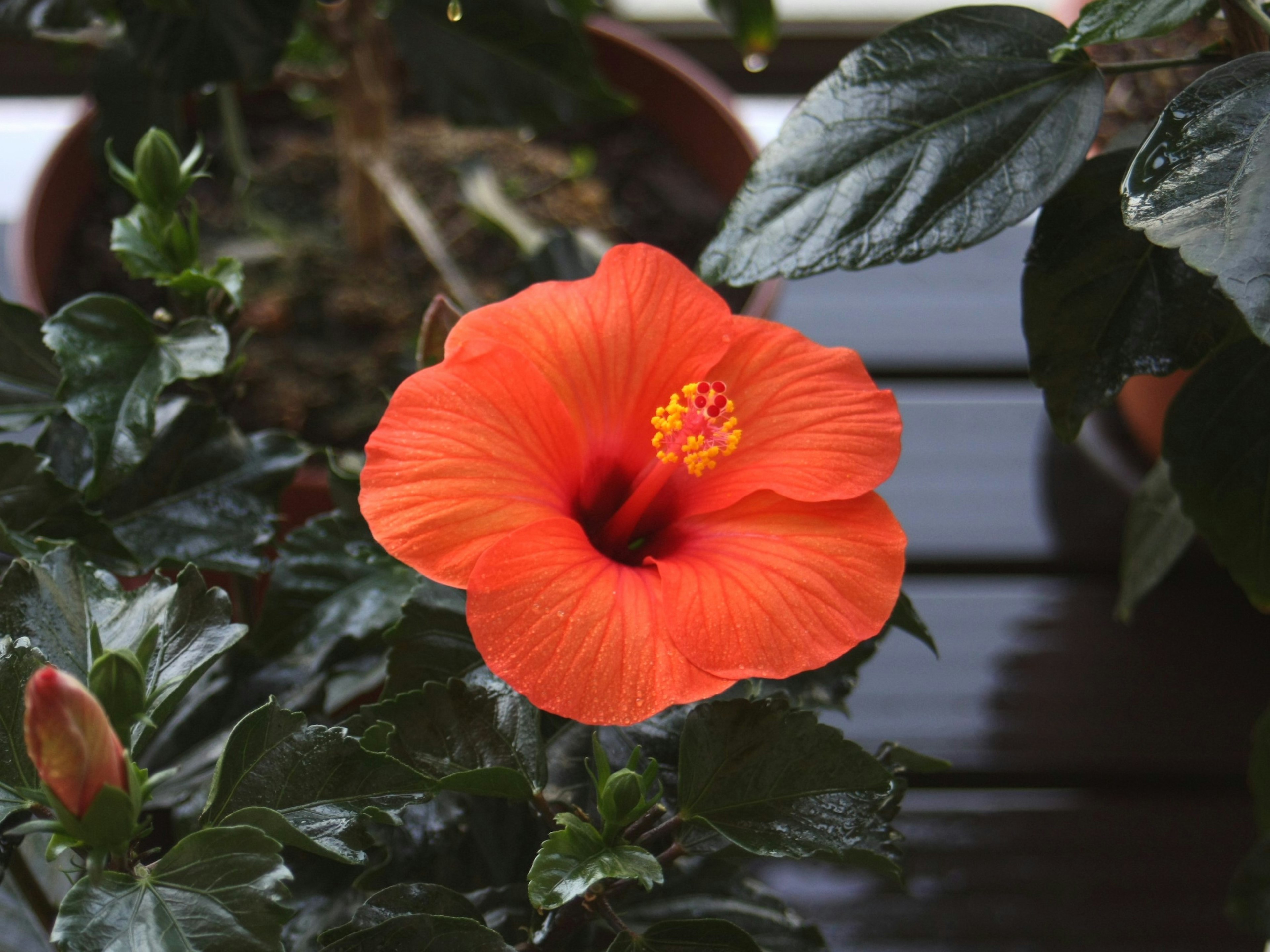 Flor de hibisco naranja vibrante floreciendo entre hojas verdes