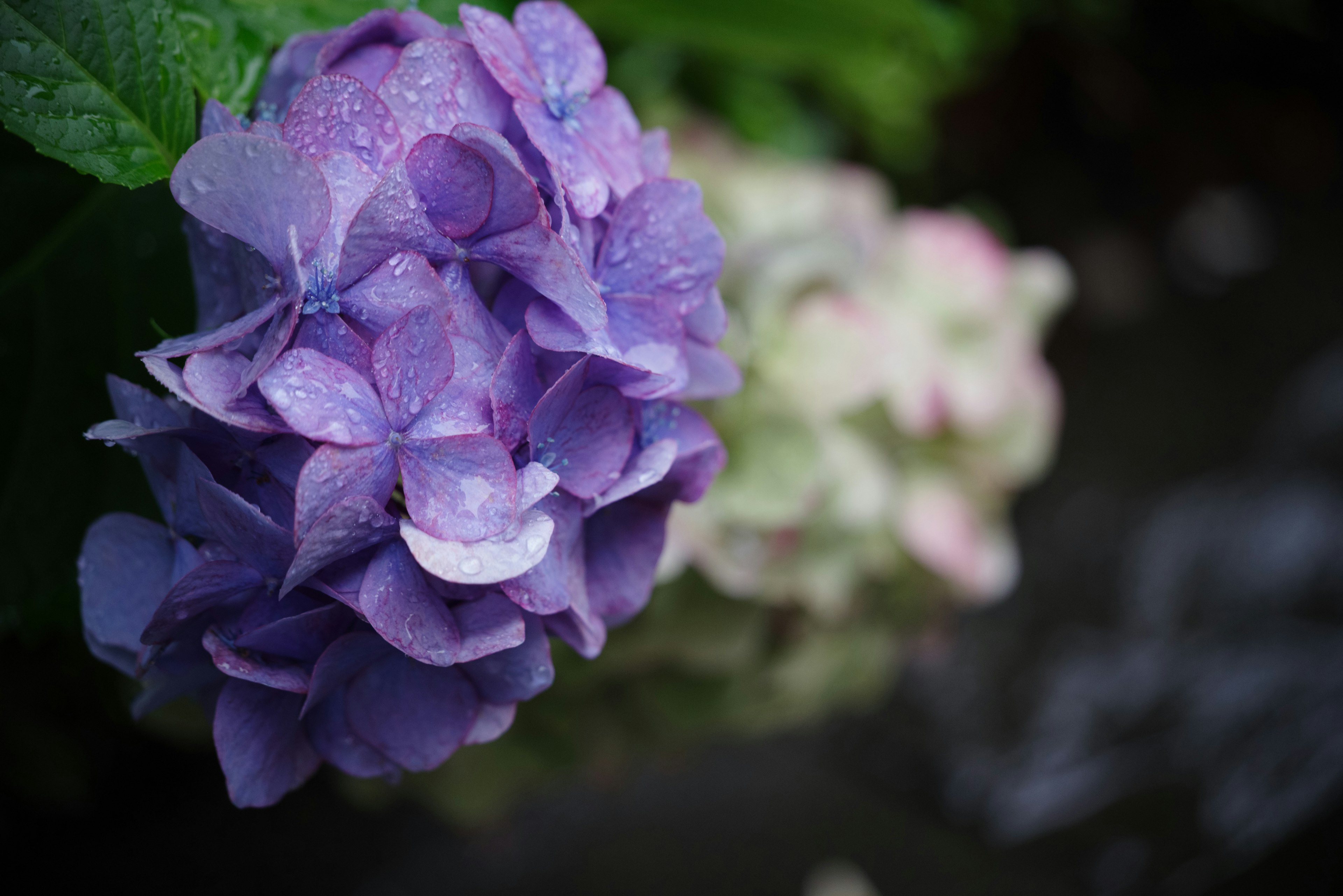 Primo piano di un fiore di ortensia viola con gocce d'acqua e foglie verdi