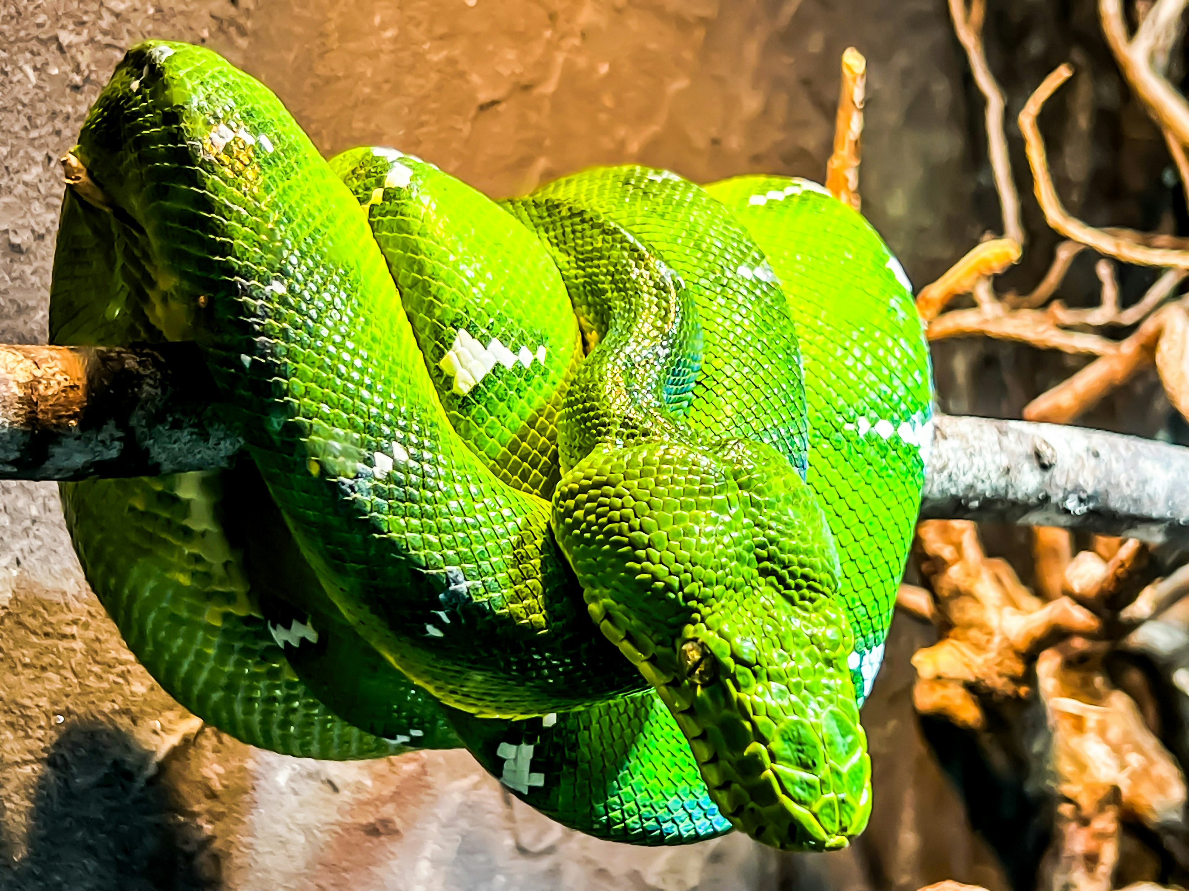 Green boa constrictor coiled on a branch