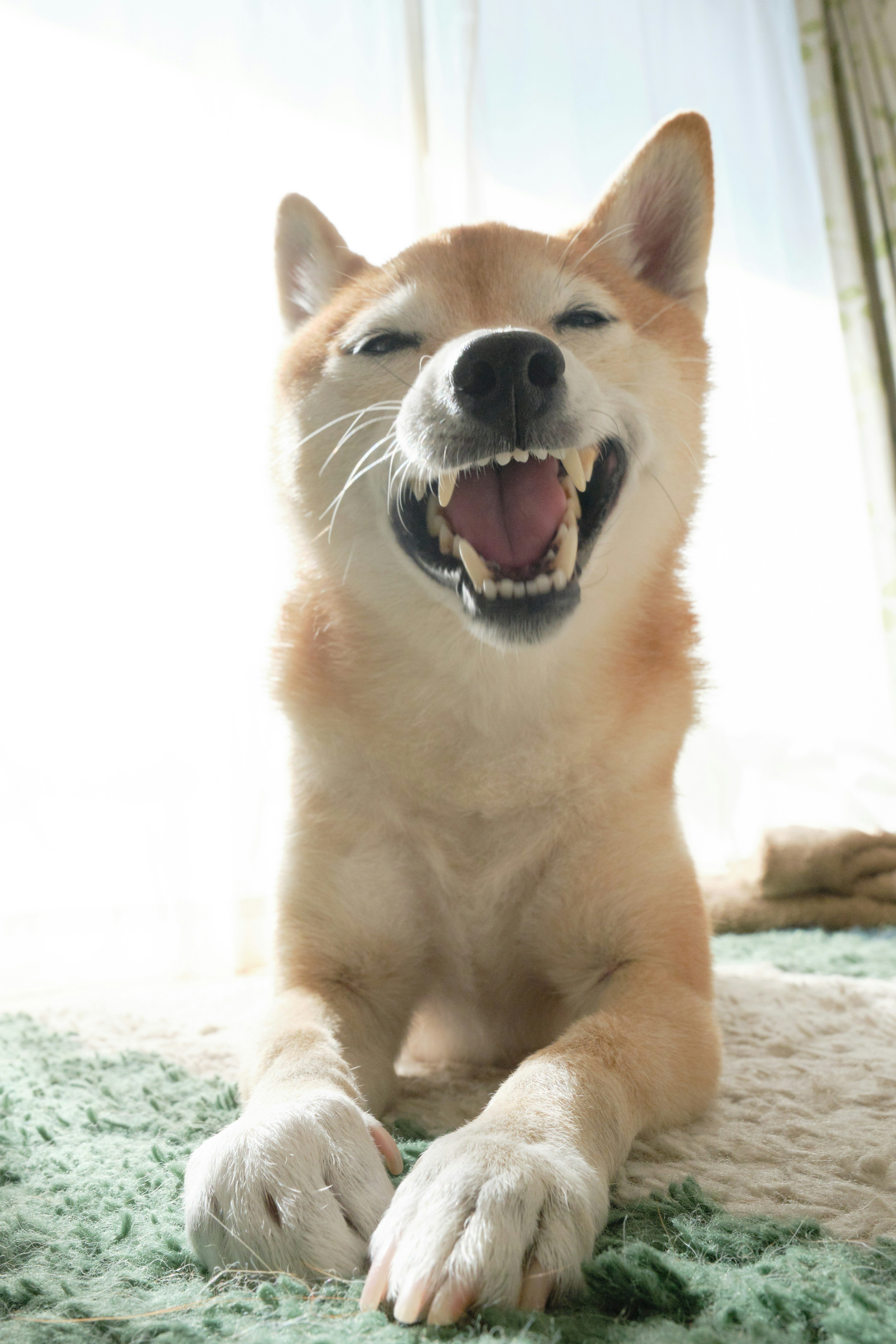 Smiling Shiba Inu lying down with a bright background