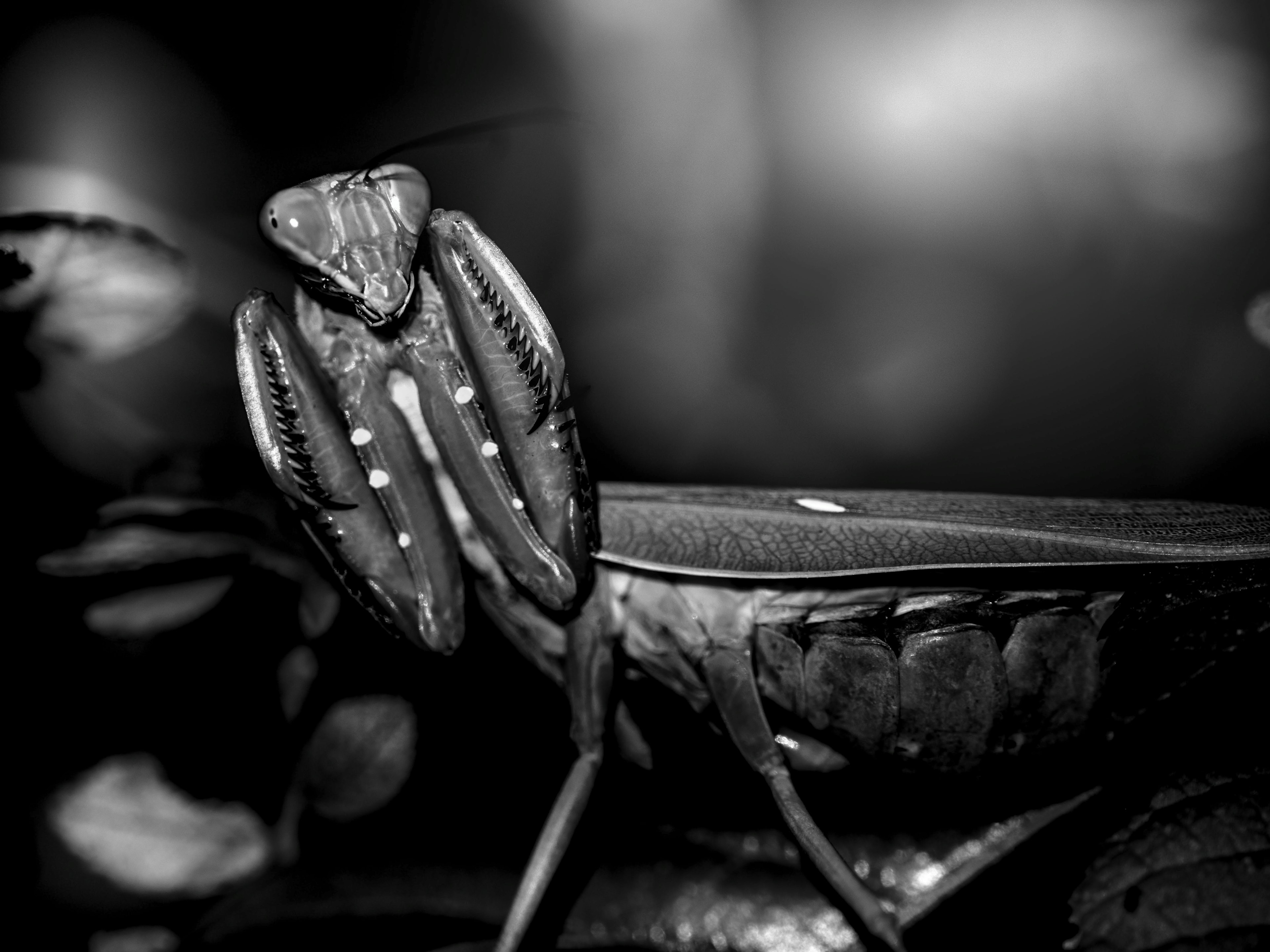 Close-up of a praying mantis with distinctive antennae and patterns against a black and white background