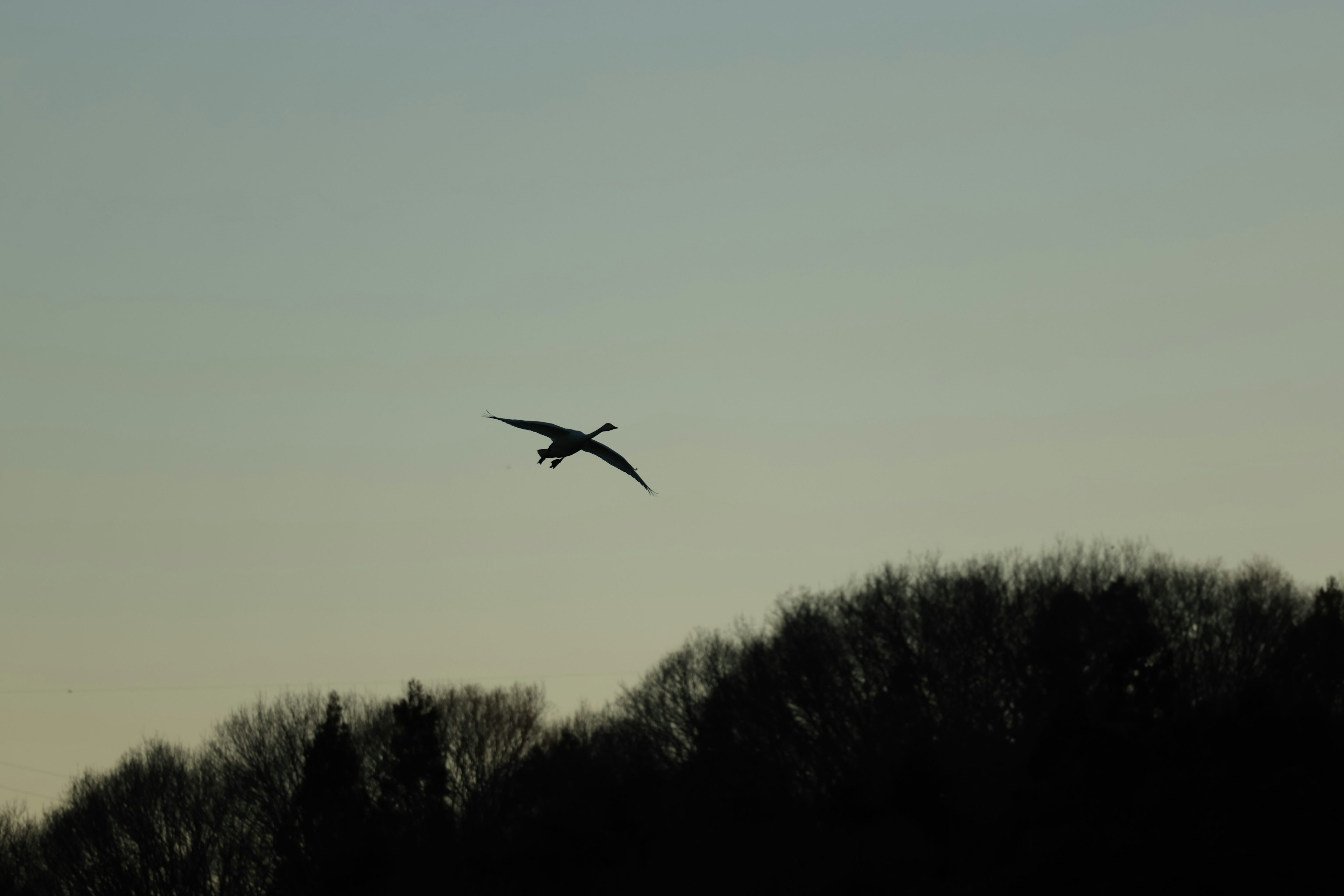 Vogel fliegt bei Dämmerung mit silhouettierten Bäumen