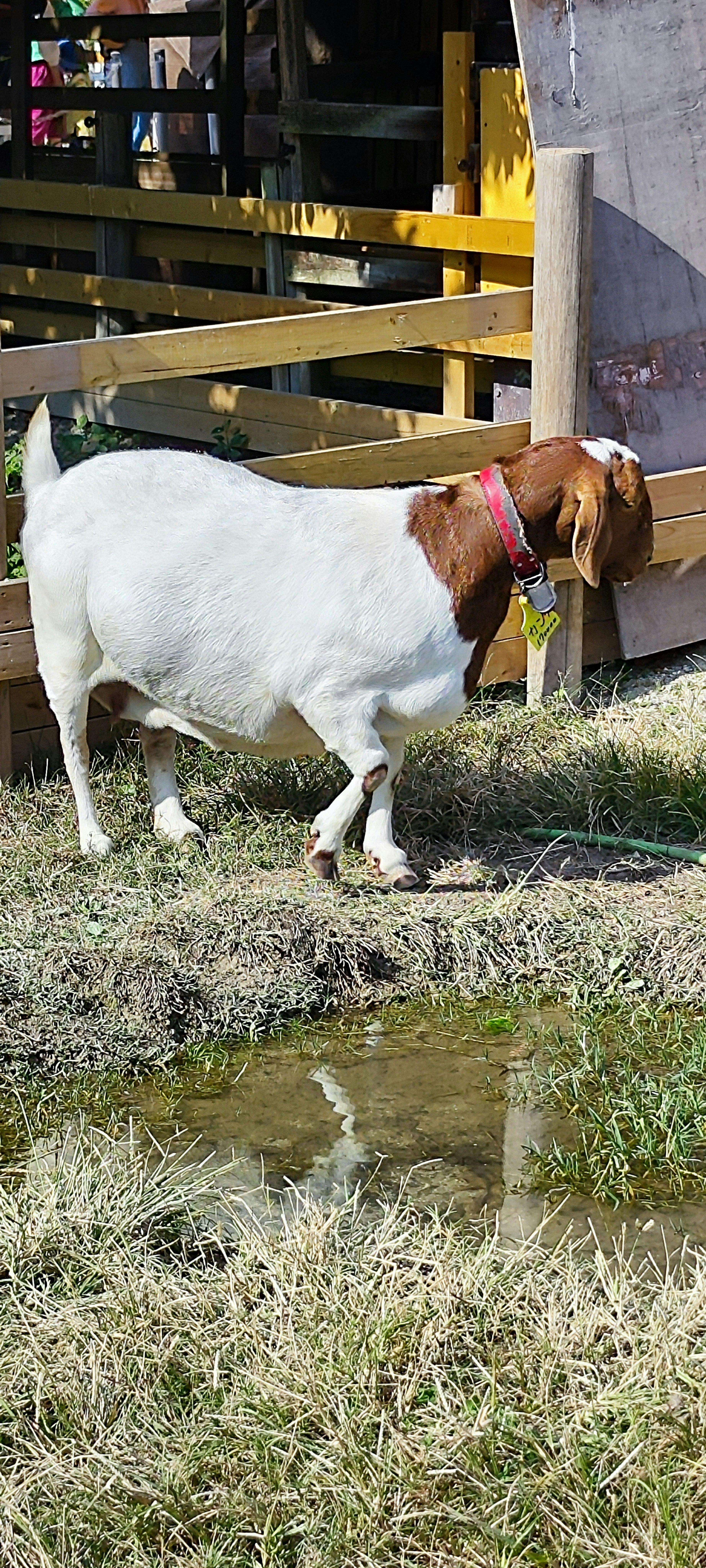 A goat with a white body and brown head walking on grassy terrain