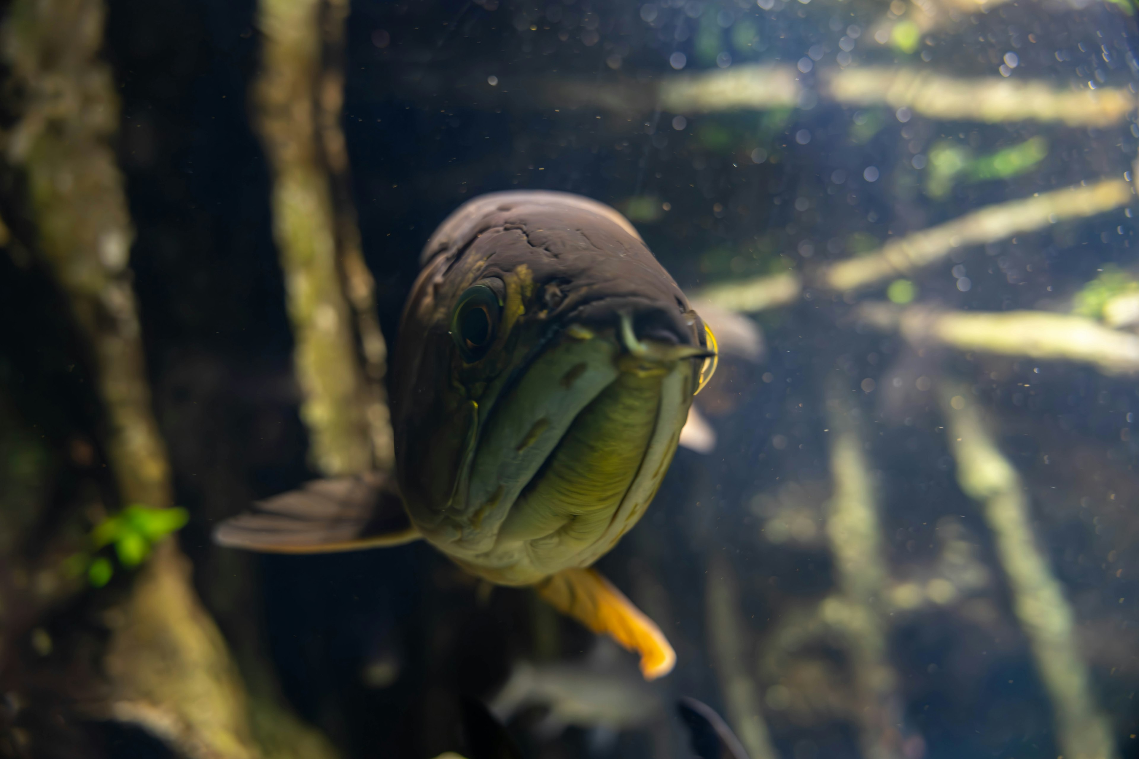 Close-up ikan yang berenang di bawah air menunjukkan wajah dan warna yang khas