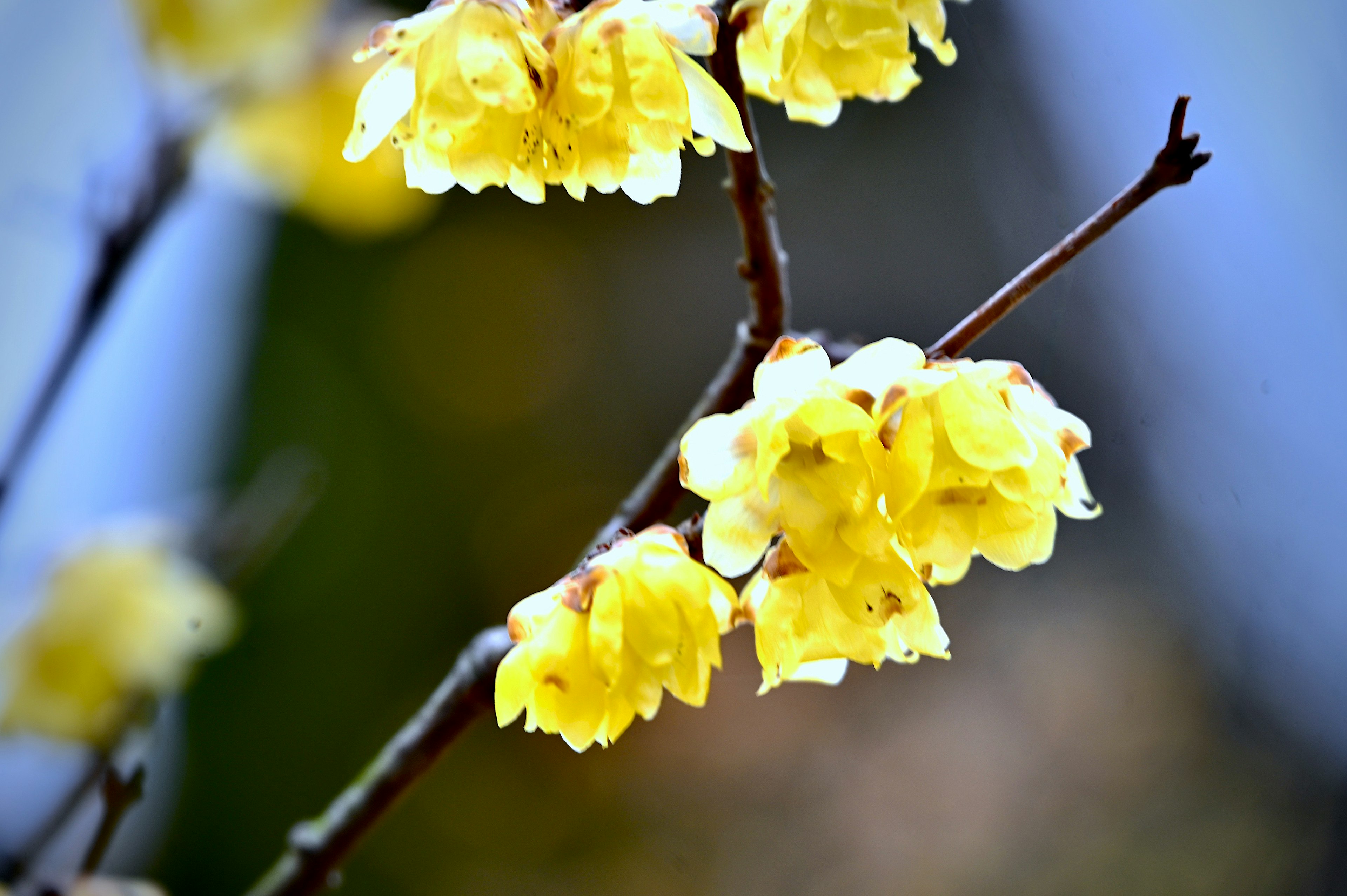 Nahaufnahme von Zweigen mit blühenden gelben Blumen