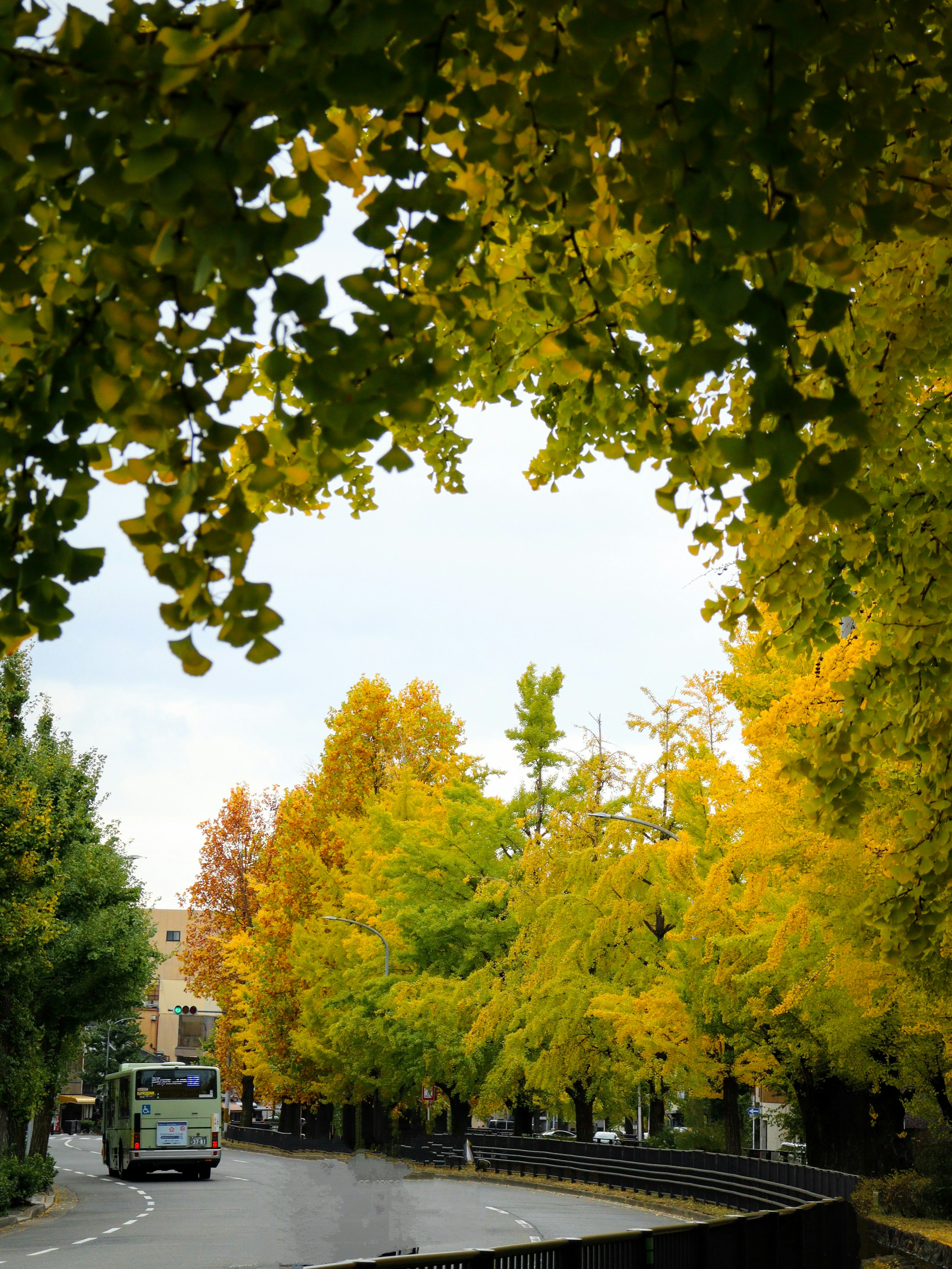 Un bus circulant le long d'une route bordée de feuilles d'automne colorées