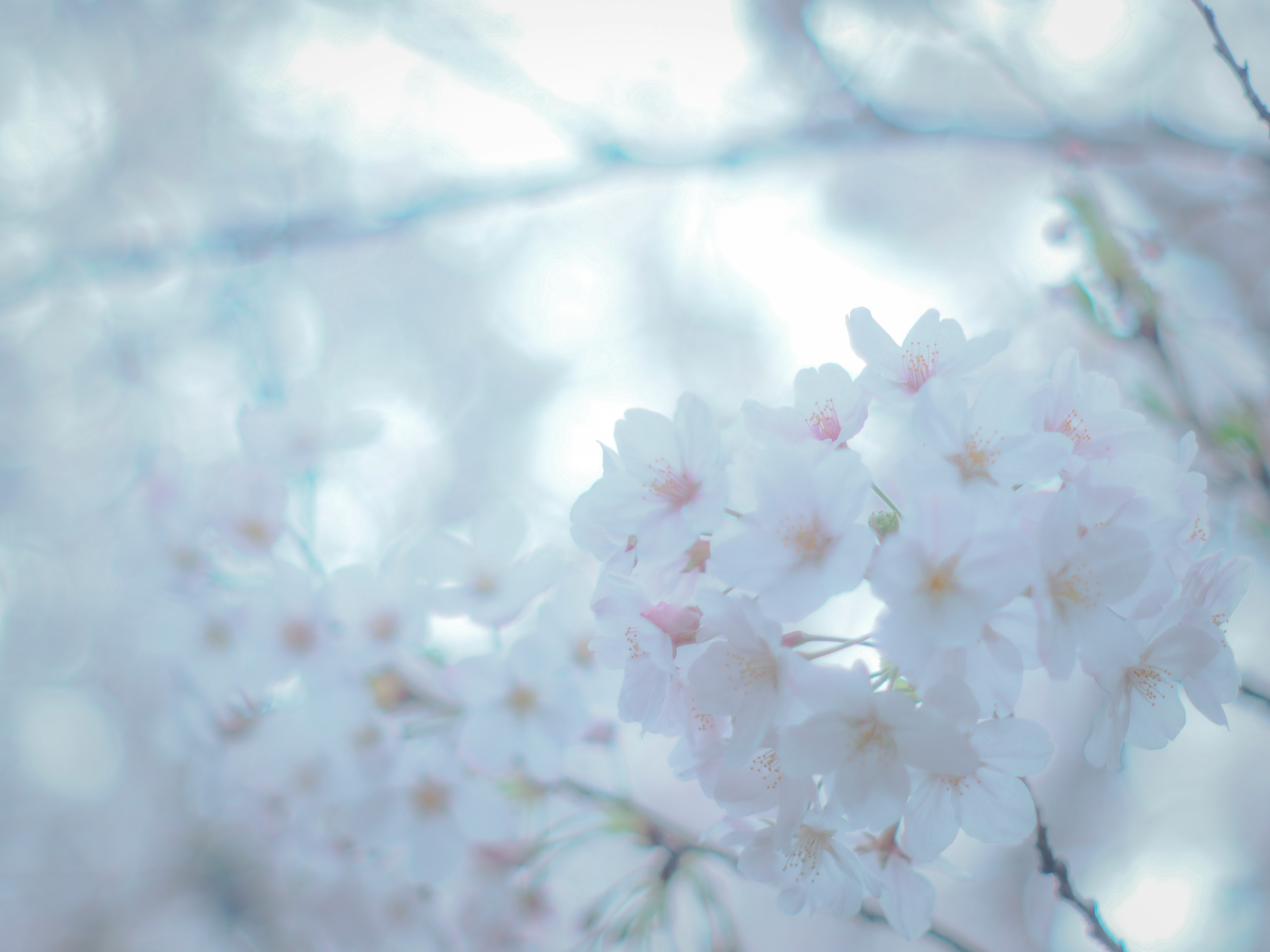 Nahaufnahme von zarten Kirschblüten in sanfter Unschärfe