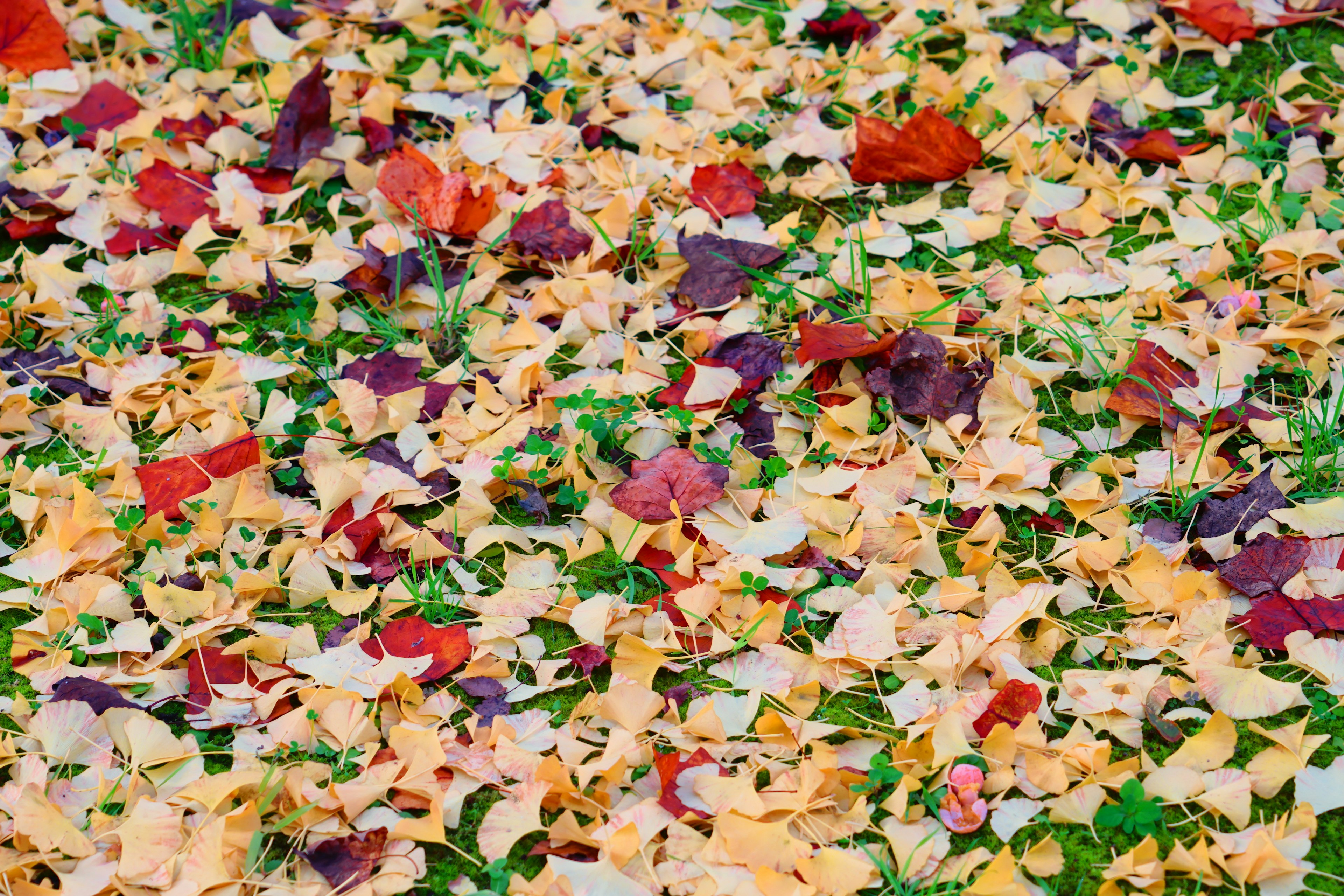 Pétales colorés et feuilles éparpillés sur un sol vert