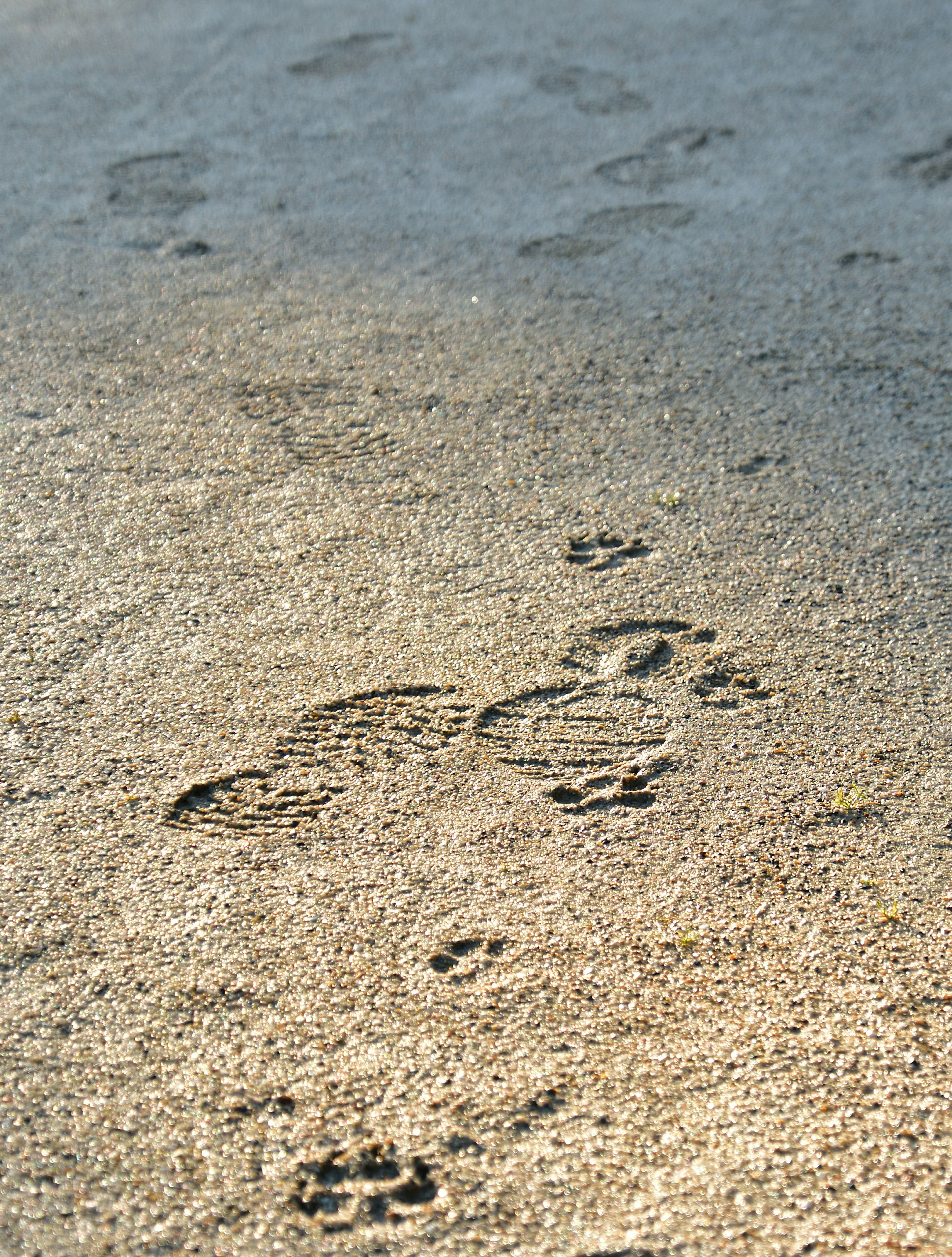 Impronte di piedi e zampe nella sabbia