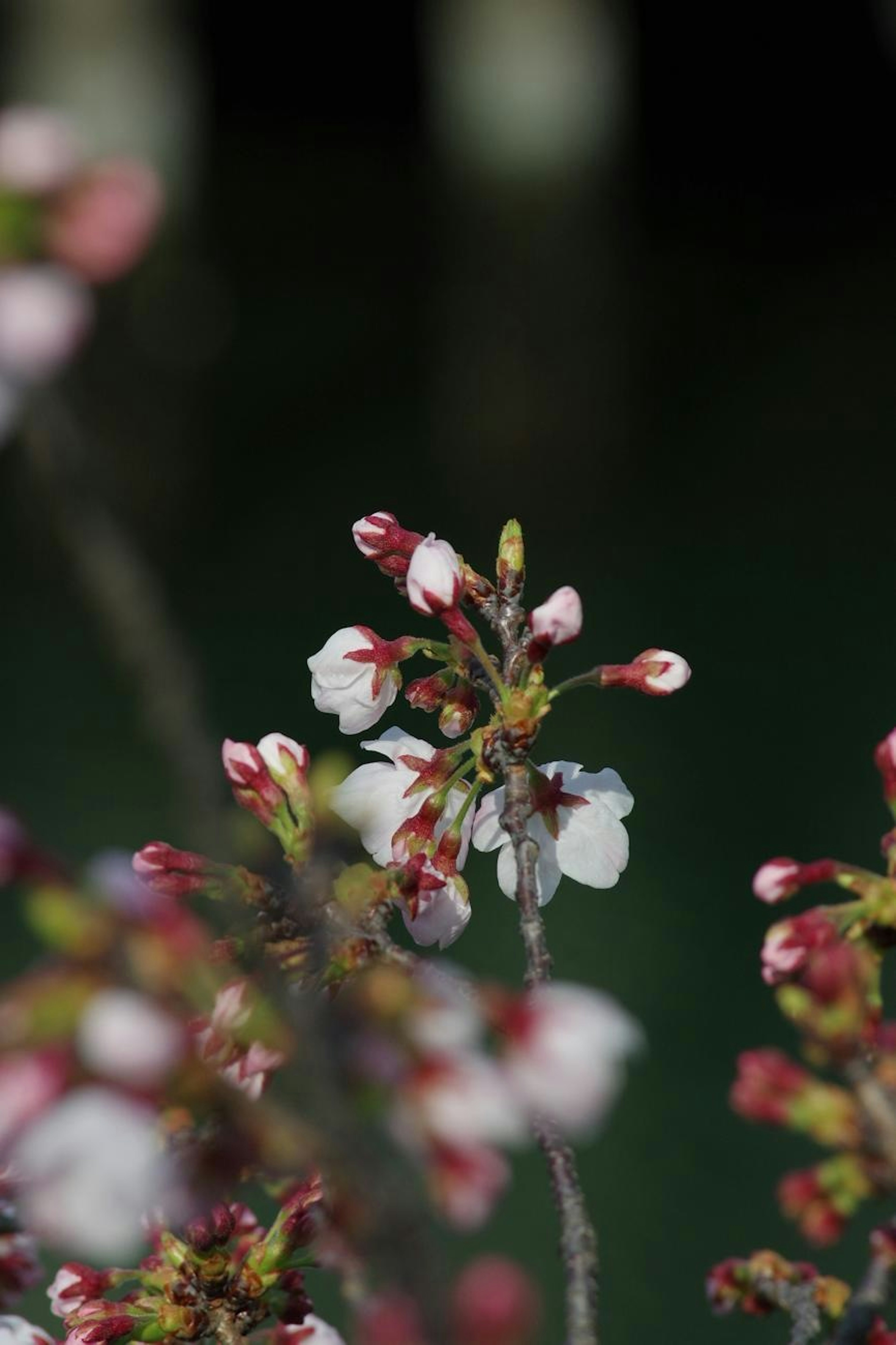 白と赤のつぼみを持つ桜の花が咲いている背景に暗い水面が見える画像