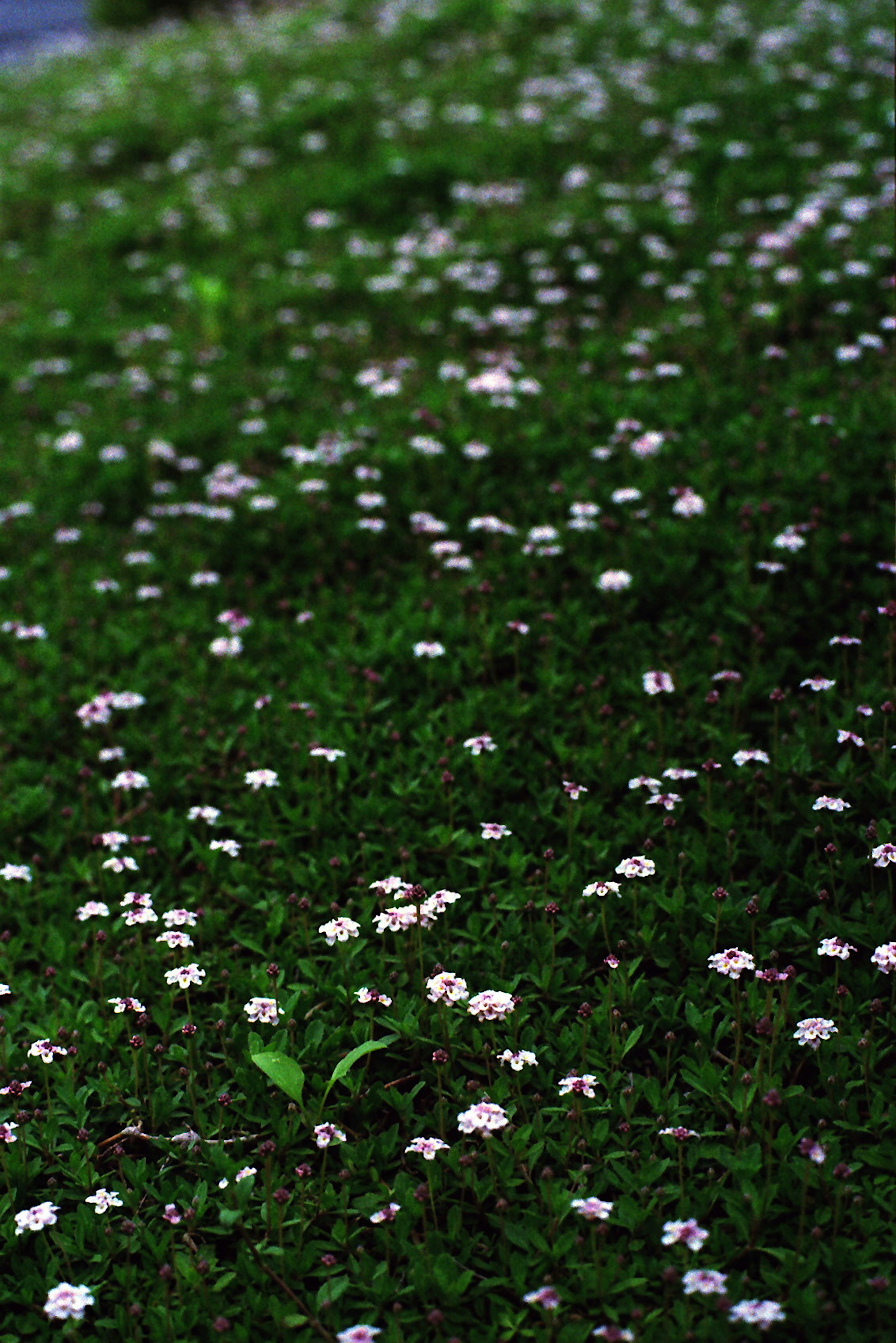 Bunga kecil putih tersebar di antara rumput hijau