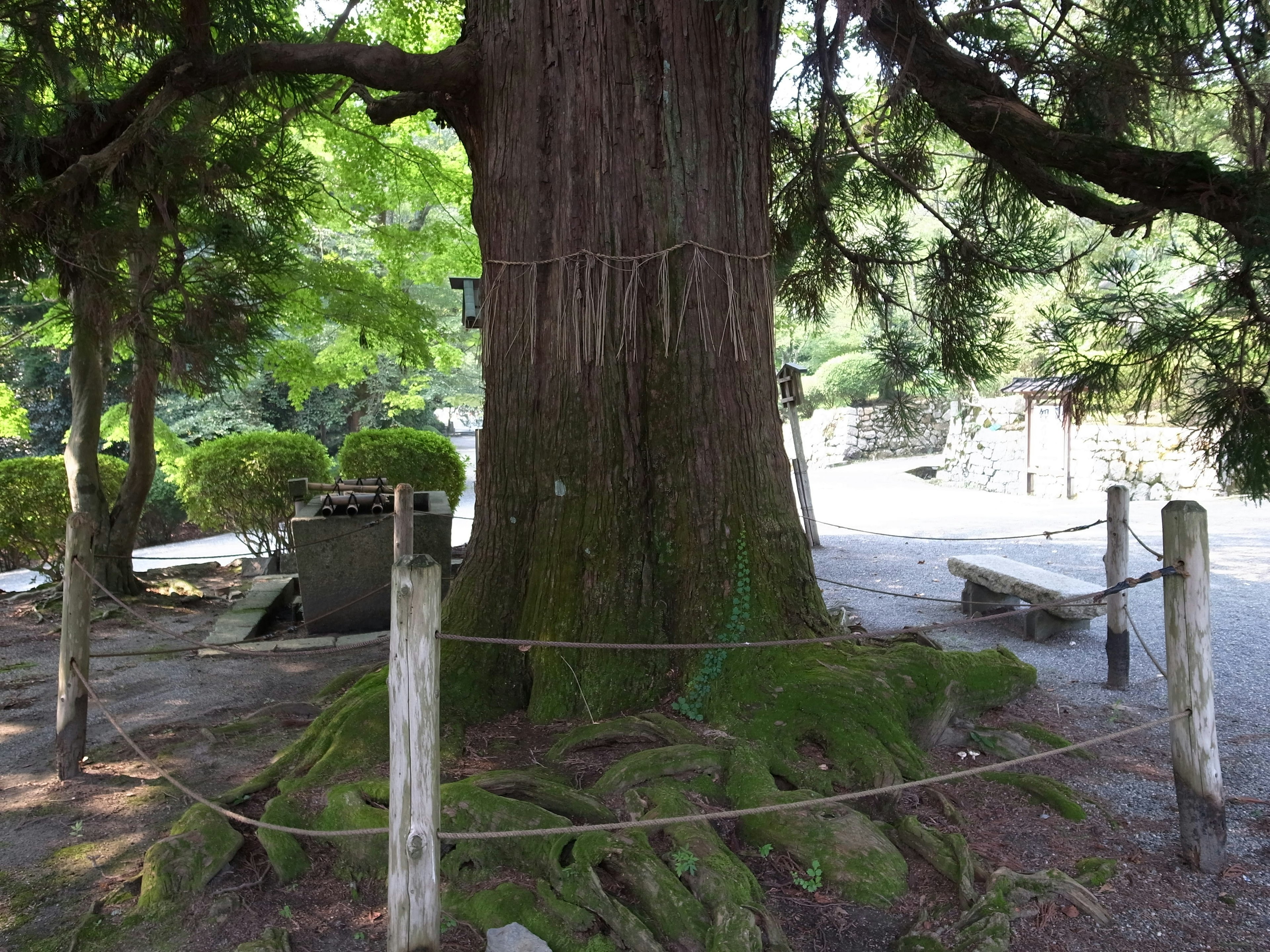 Ein großer Baum umgeben von einem Zaun mit üppigem Grün