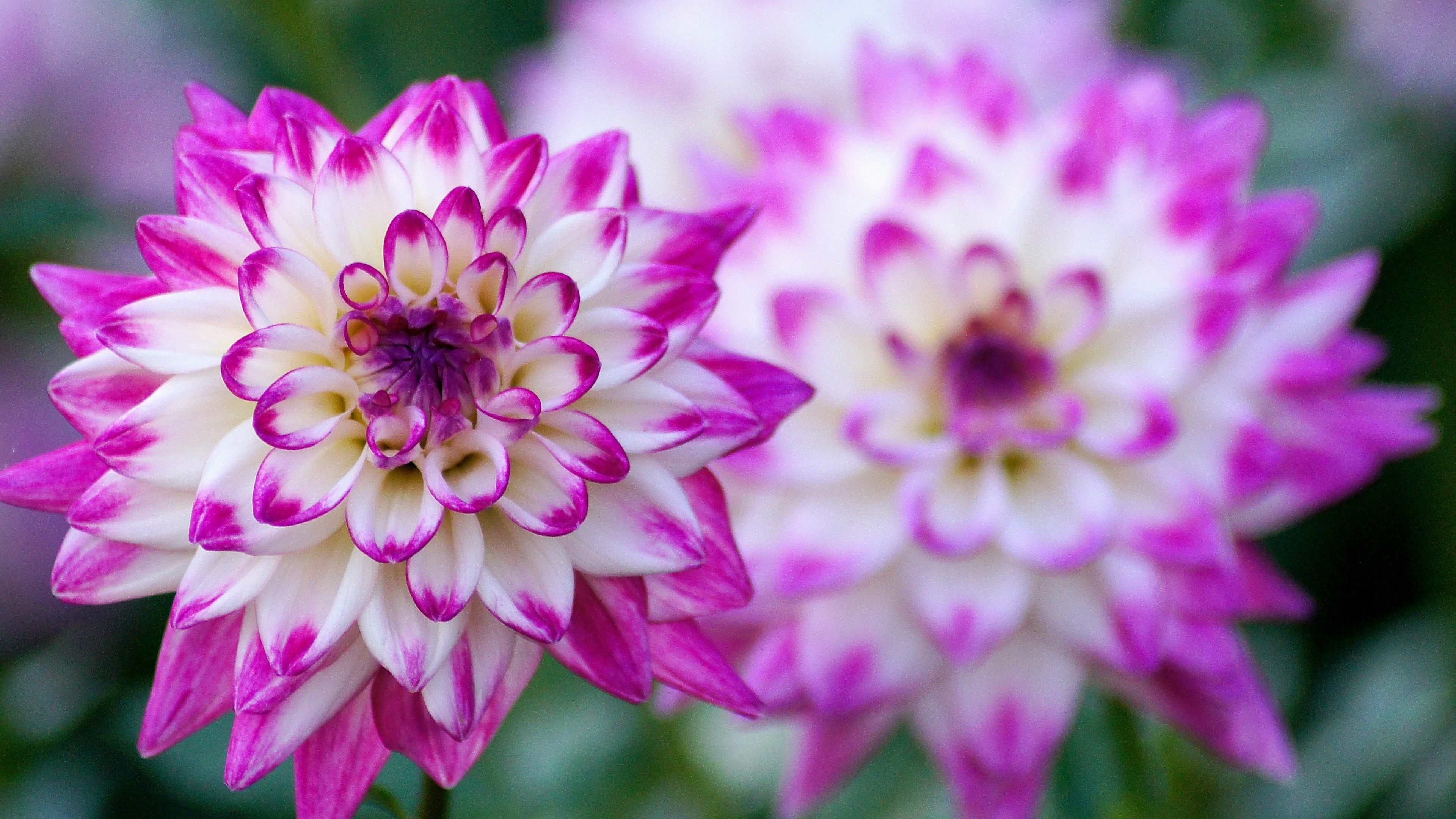 Bellissimi fiori di dalia rosa e bianca che fioriscono