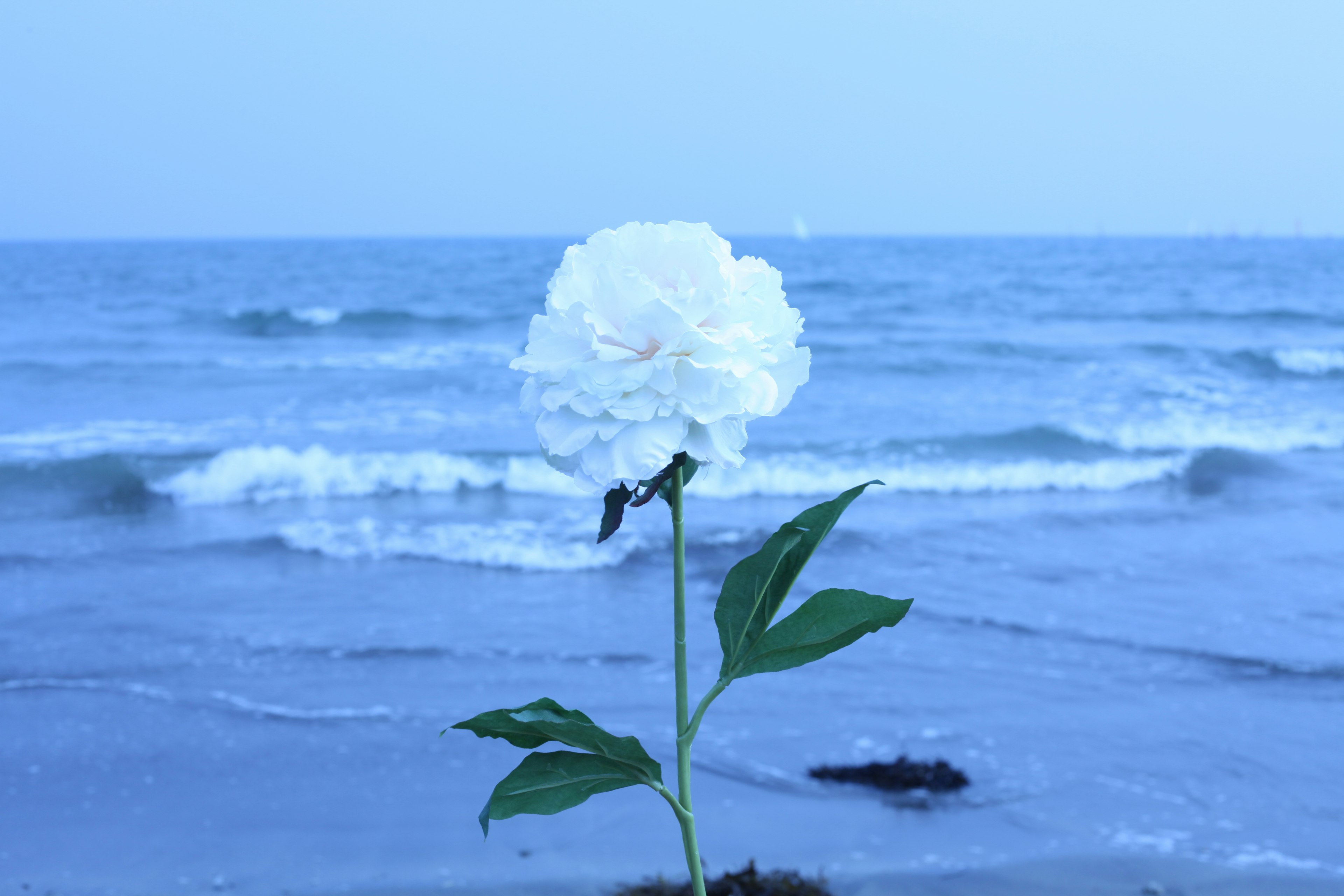 一朵白花在蓝色海洋和波浪前面