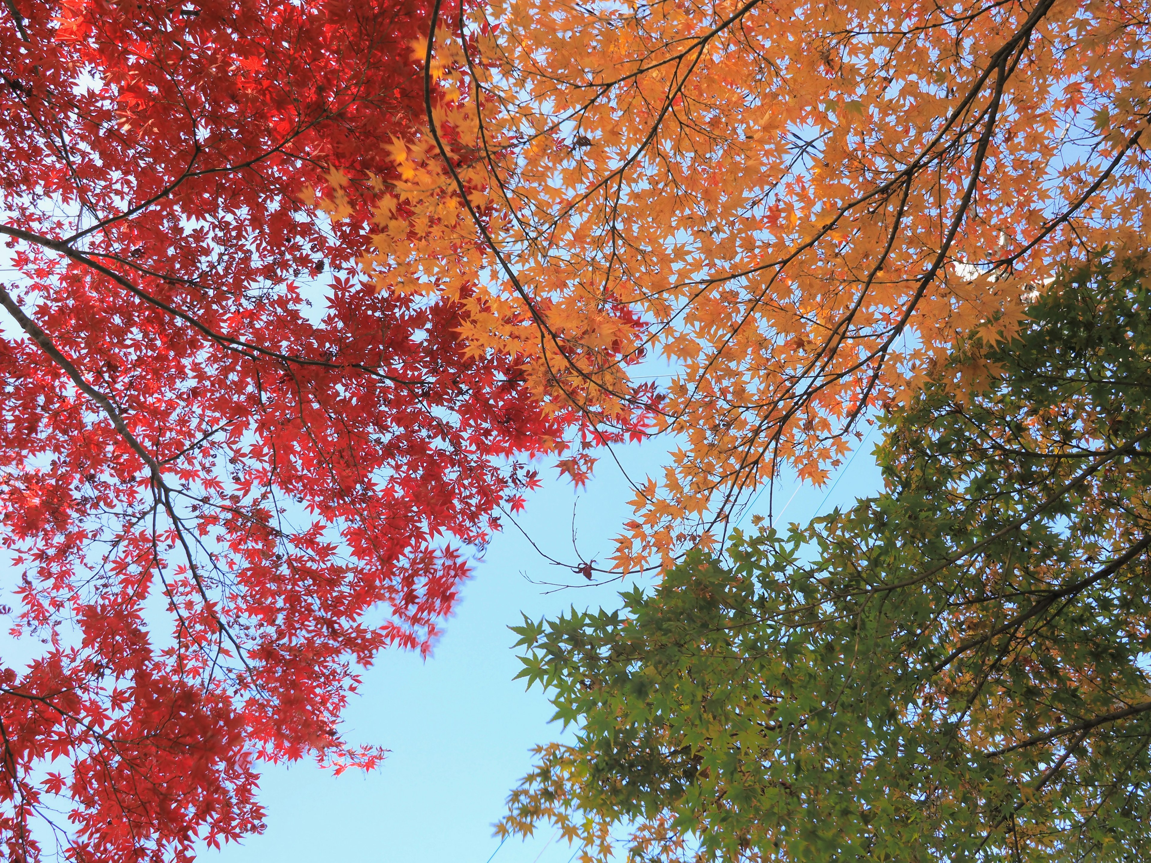 美麗的秋天場景，紅色和橙色的葉子映襯著藍天