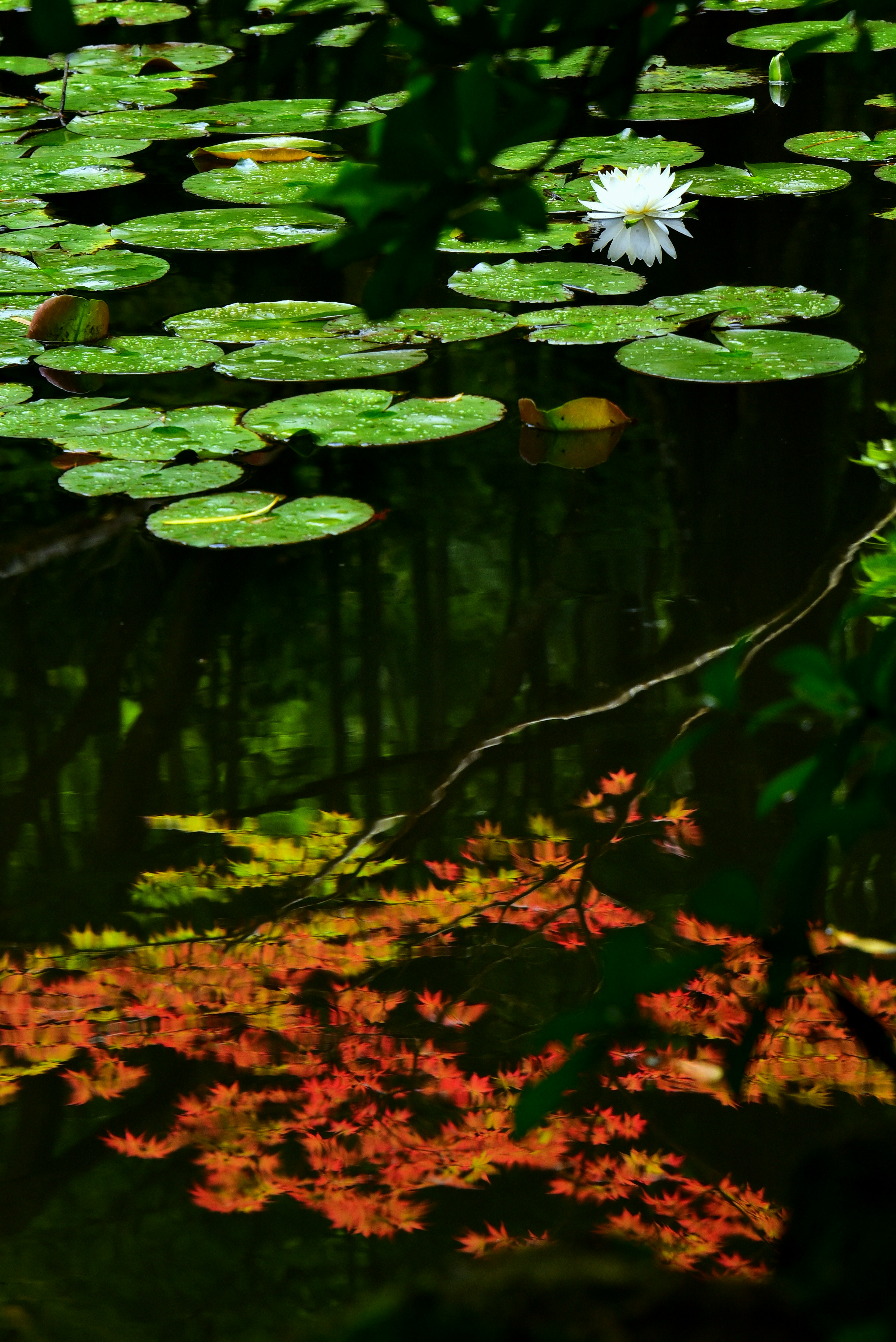 Hermosa escena de lirios de agua y hojas verdes en la superficie del agua