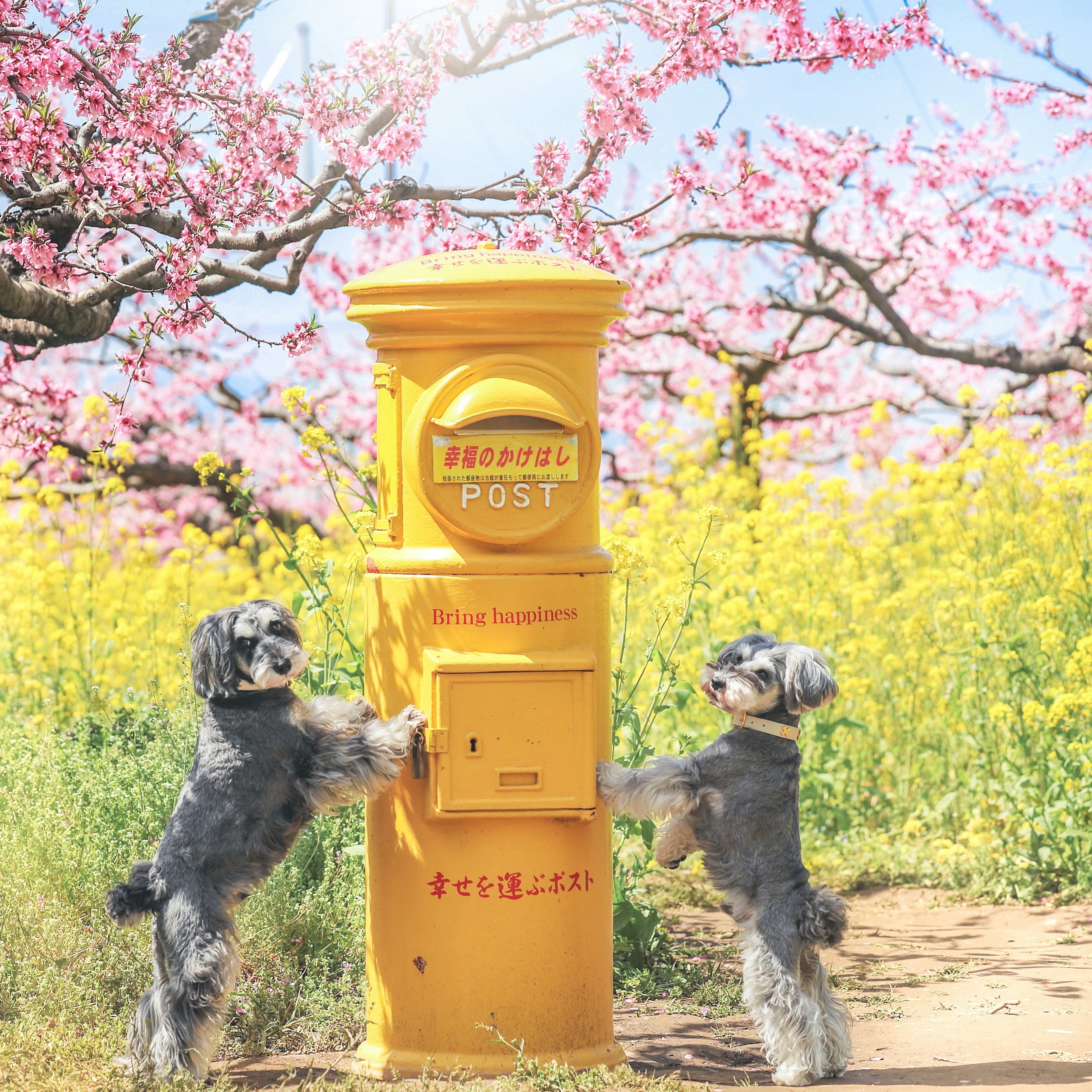 春の花の中に立つ黄色い郵便ポストと二匹の犬