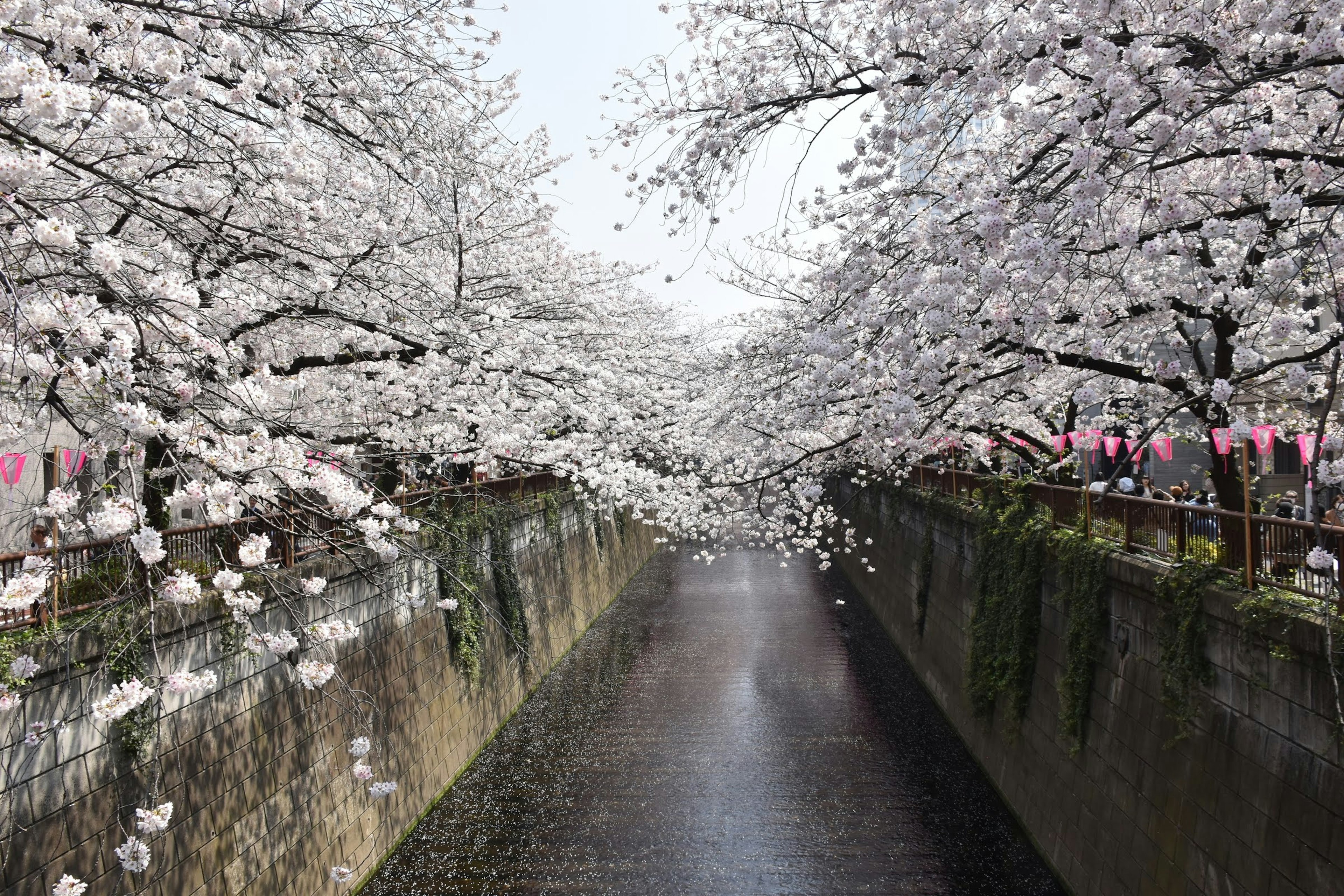 Cherry blossom trees in full bloom along a river