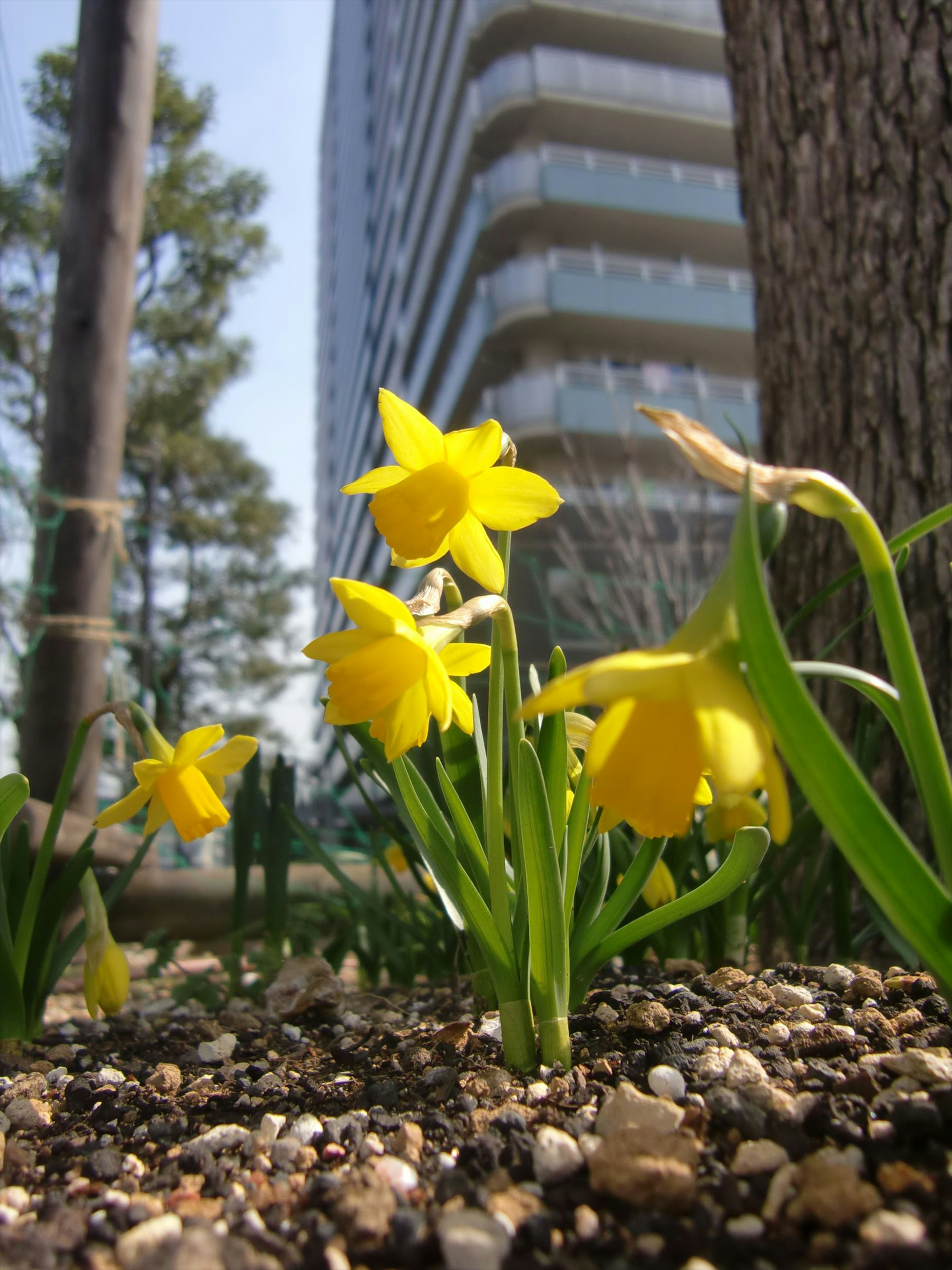 黄色い水仙の花が地面から伸びている背景に高層ビル