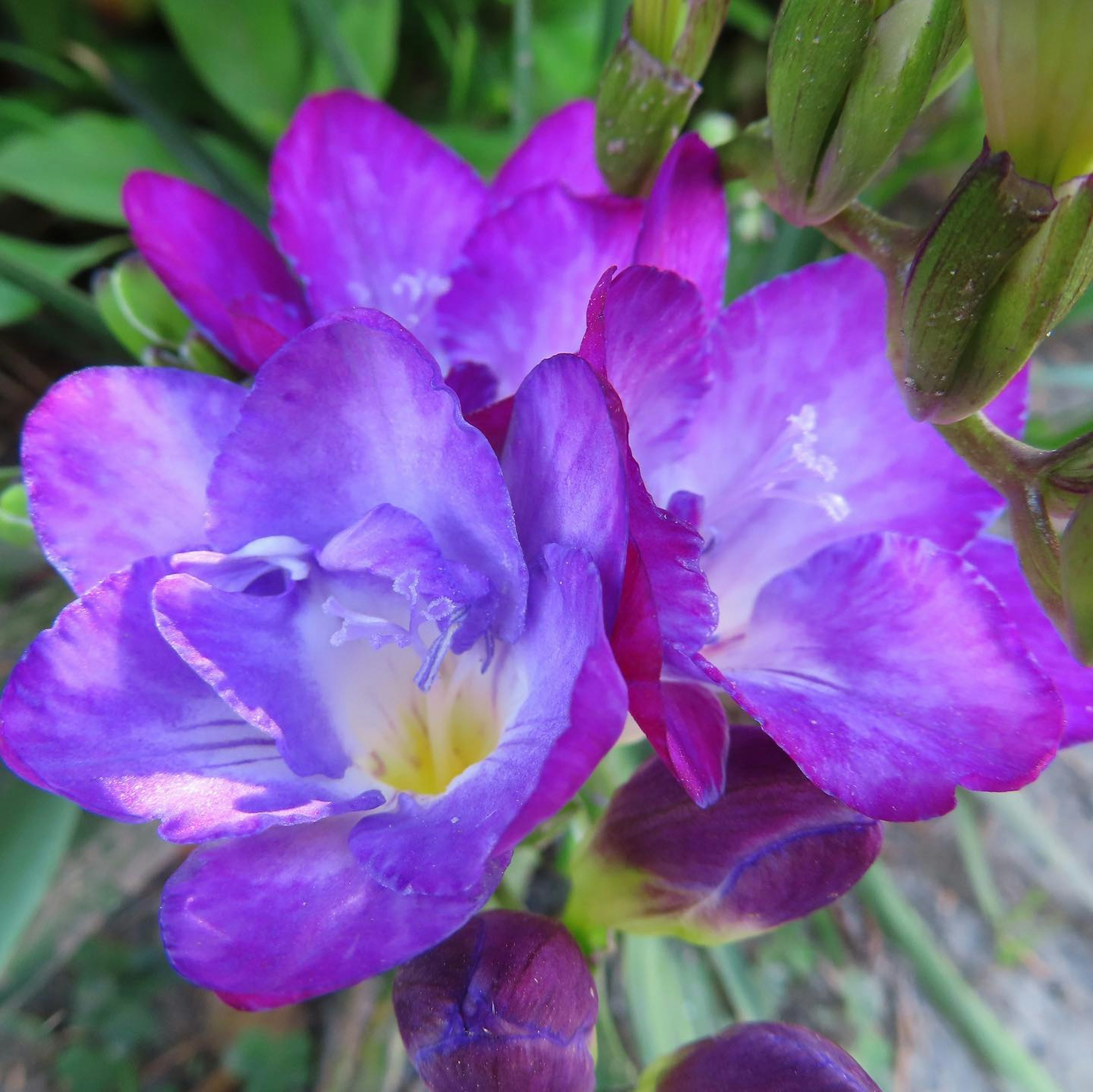 Primo piano di fiori di fresia viola vivaci in fiore