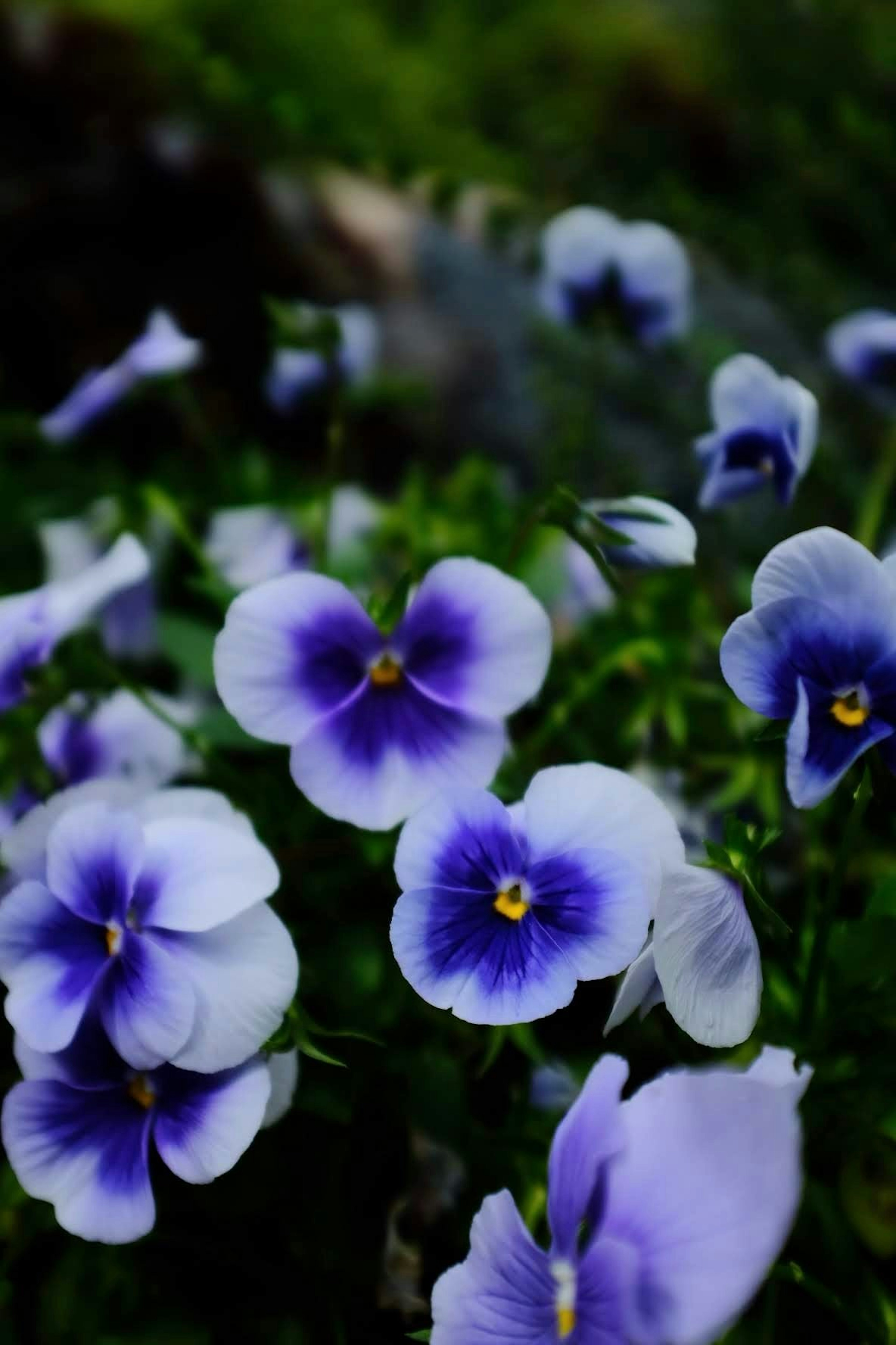 A beautiful scene of clustered purple pansy flowers