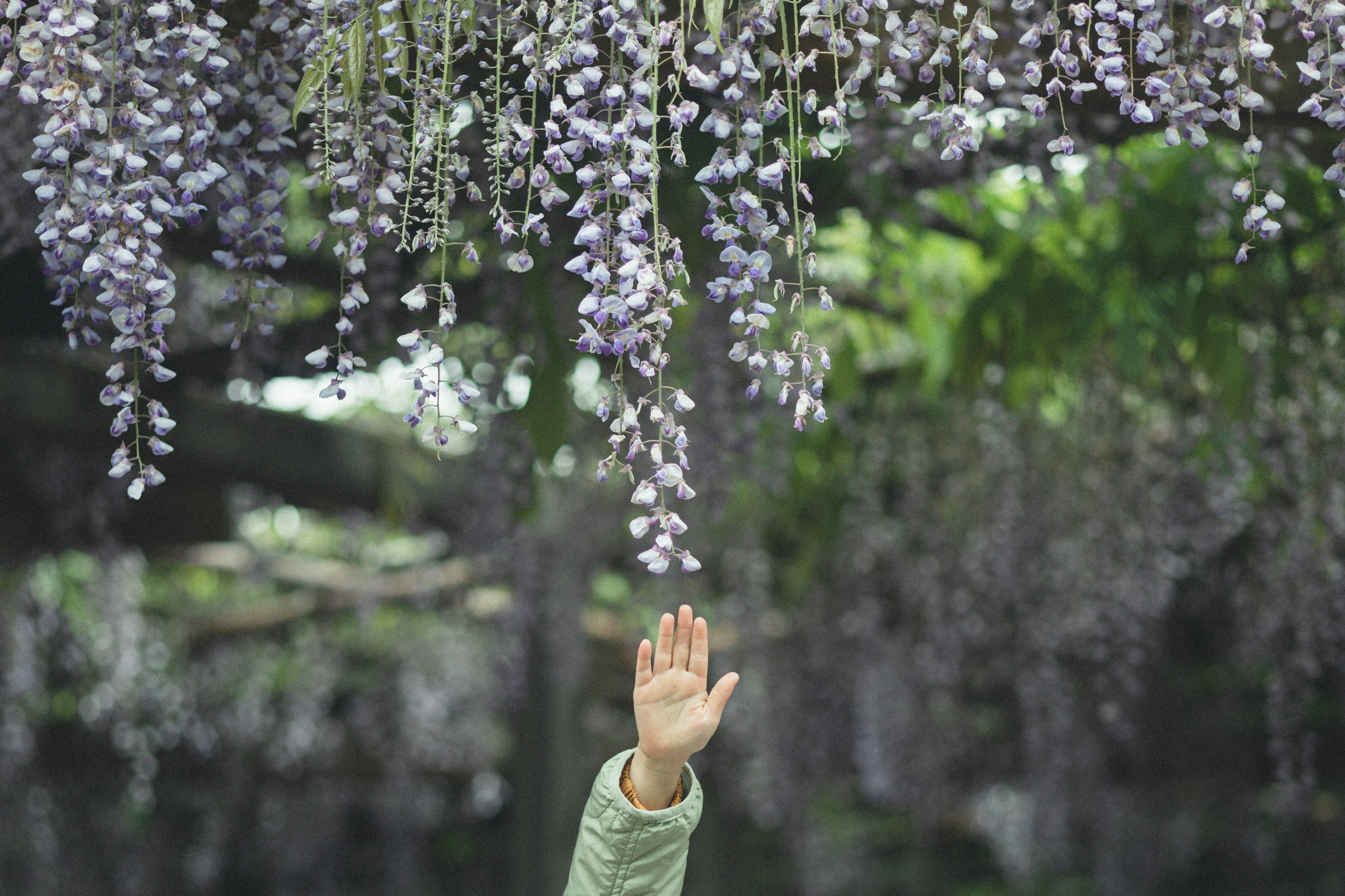 Una mano che si alza sotto un albero con fiori viola appesi