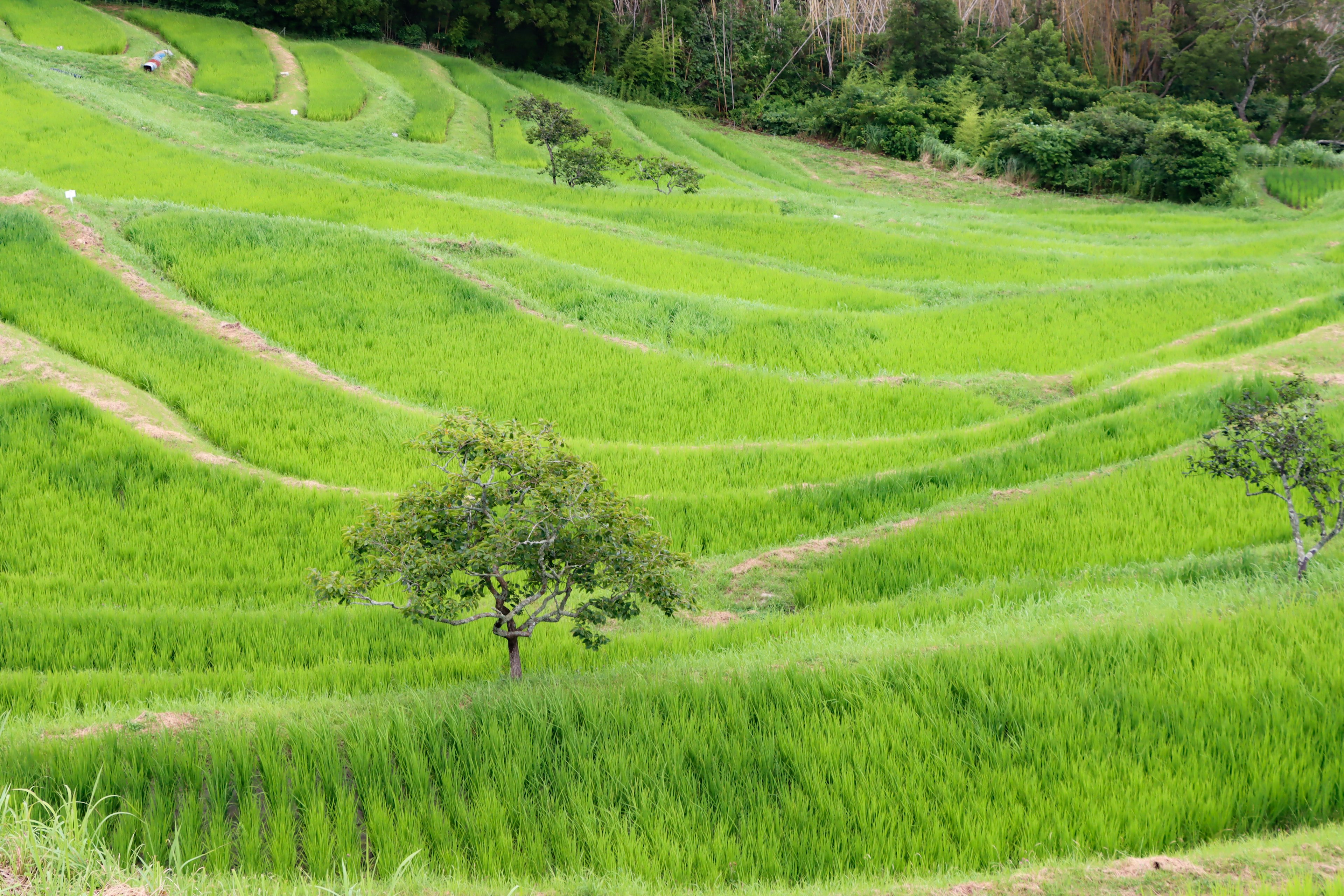 Champs de riz en terrasses verdoyants avec un arbre isolé