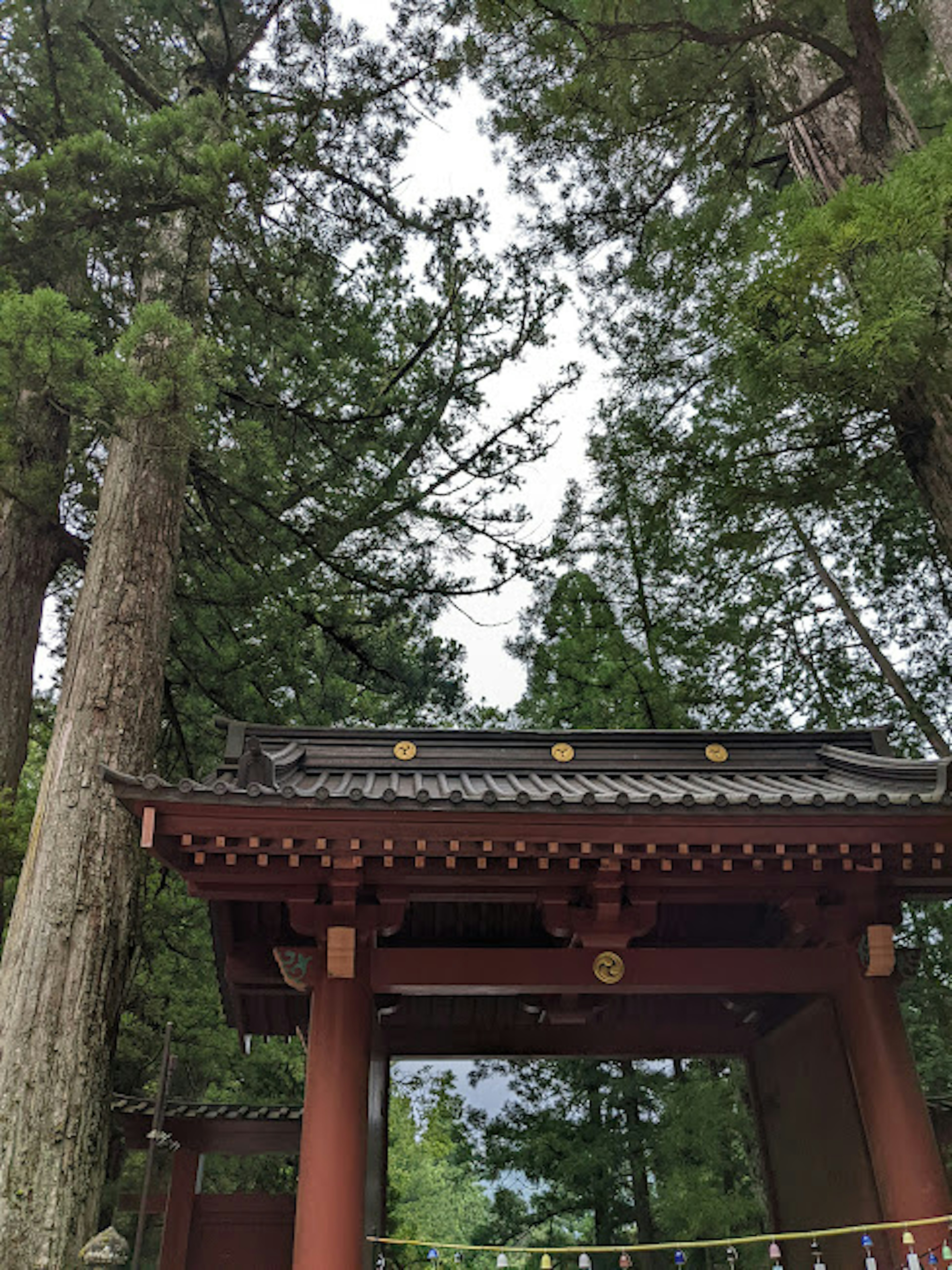 Porte japonaise traditionnelle entourée d'arbres majestueux