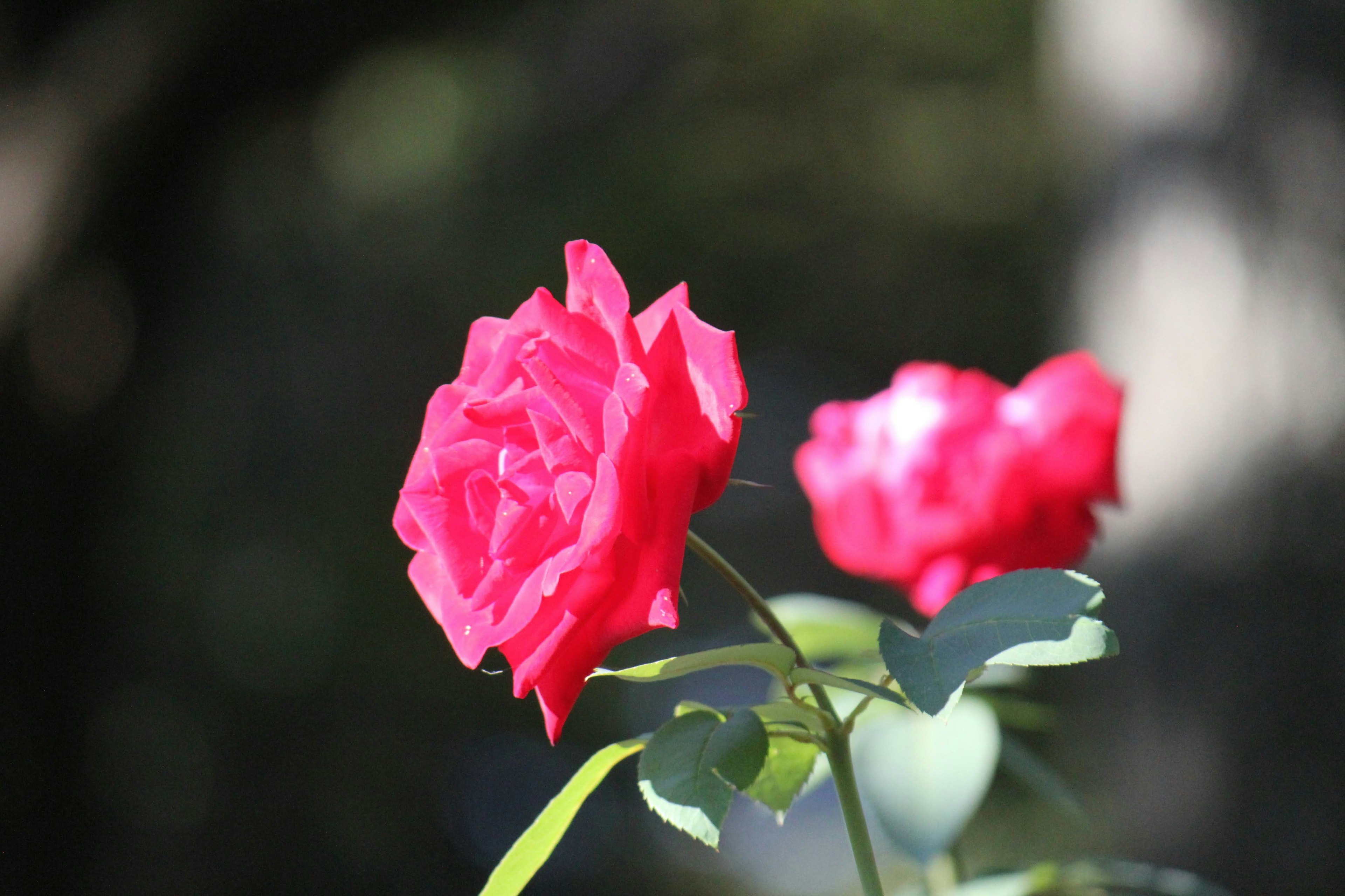 Vibrant pink rose flowers surrounded by green leaves