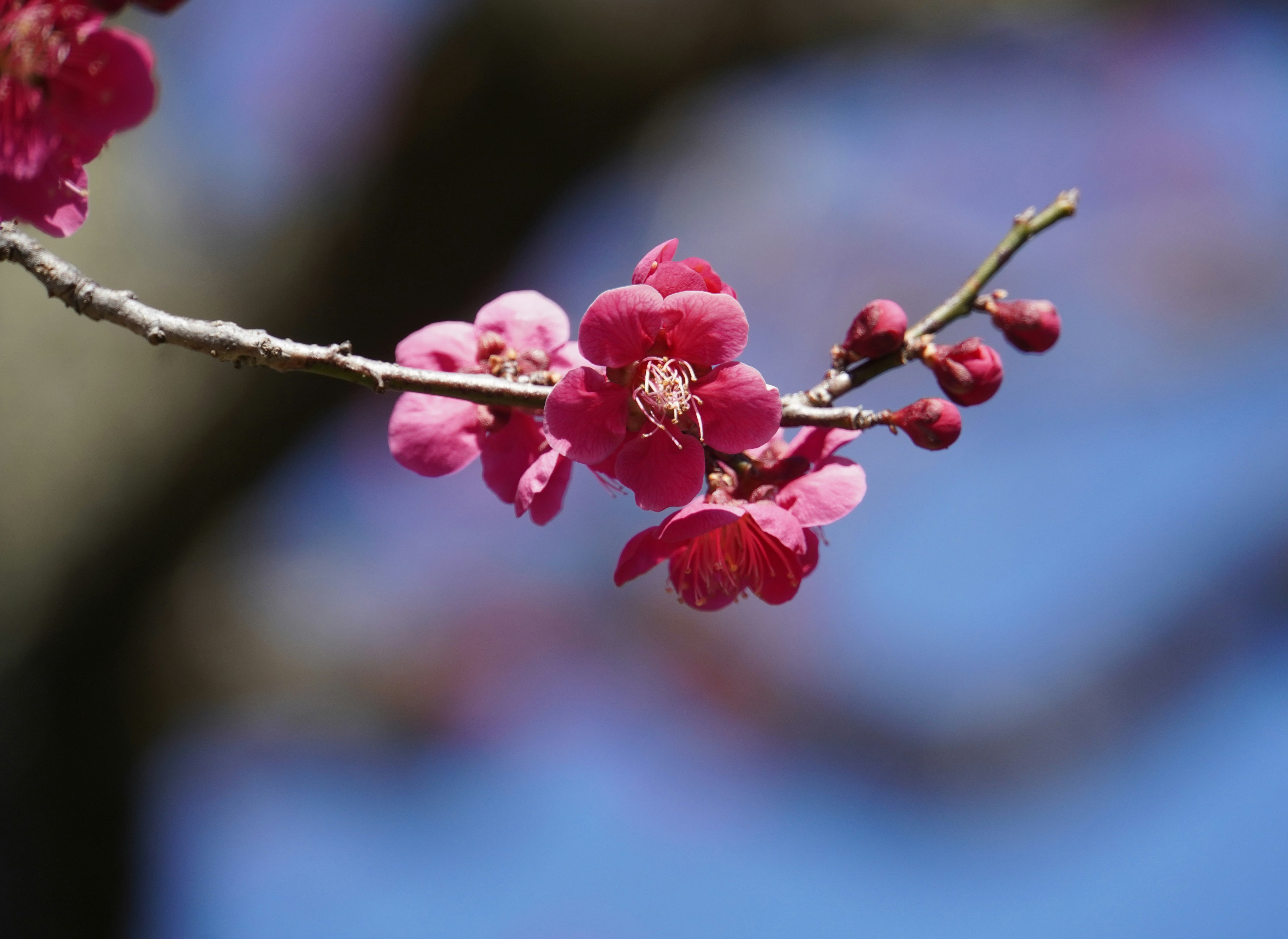 Ramo con bellissimi fiori rosa contro un cielo blu