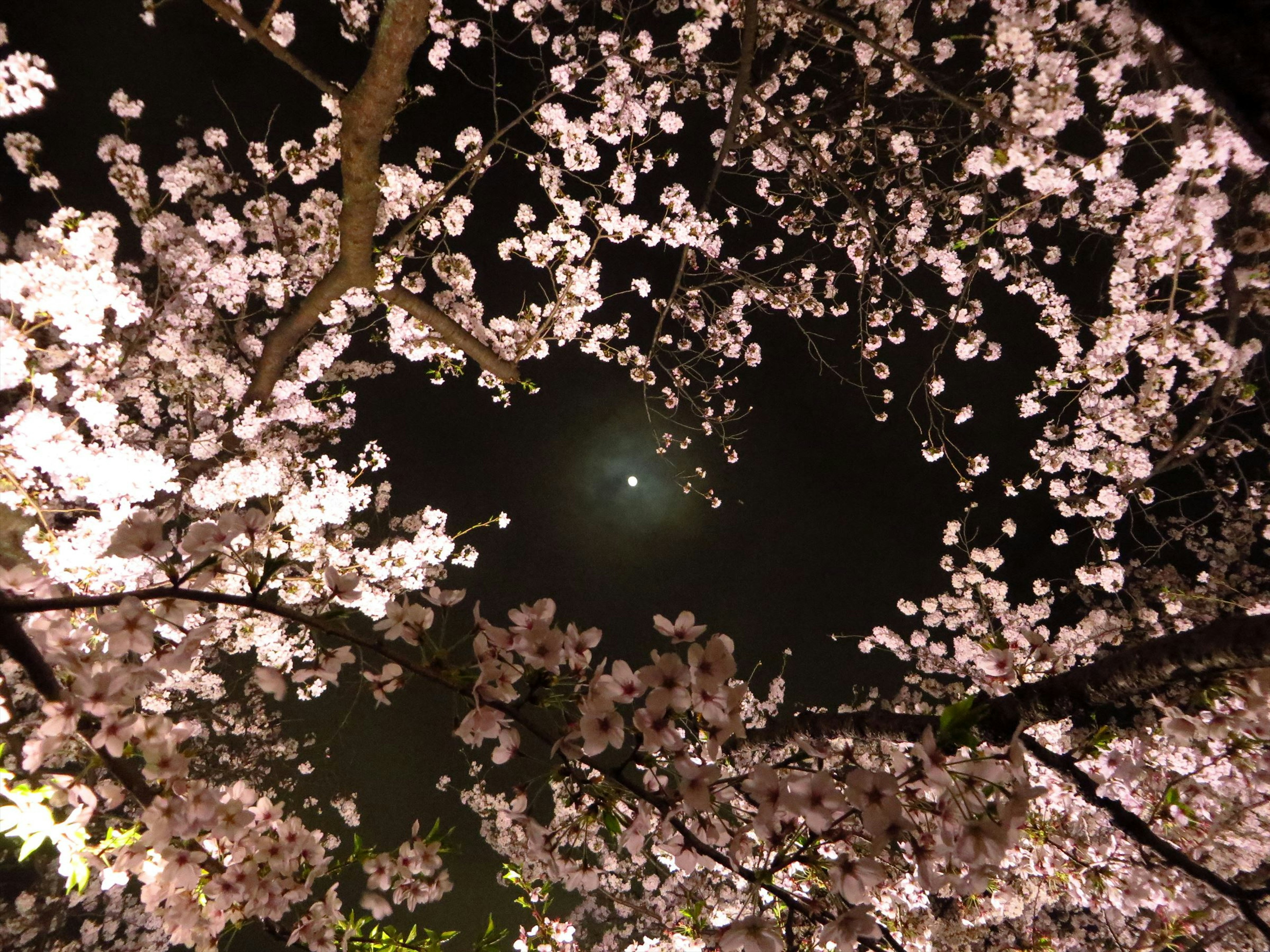 Flores de cerezo enmarcando el cielo nocturno con una luna visible