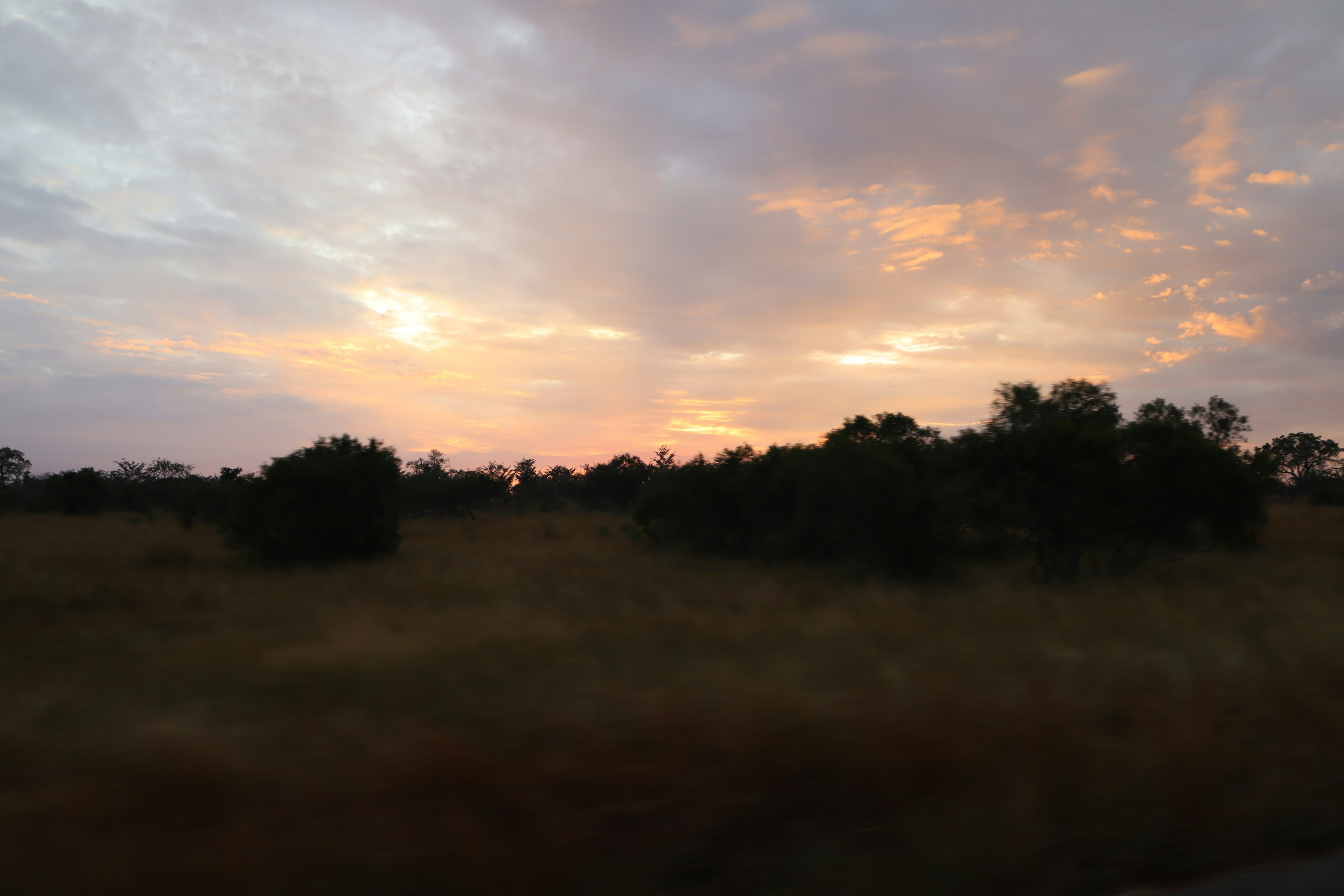 Sonnenuntergangshimmel über einer grasbewachsenen Fläche mit silhouettierten Bäumen