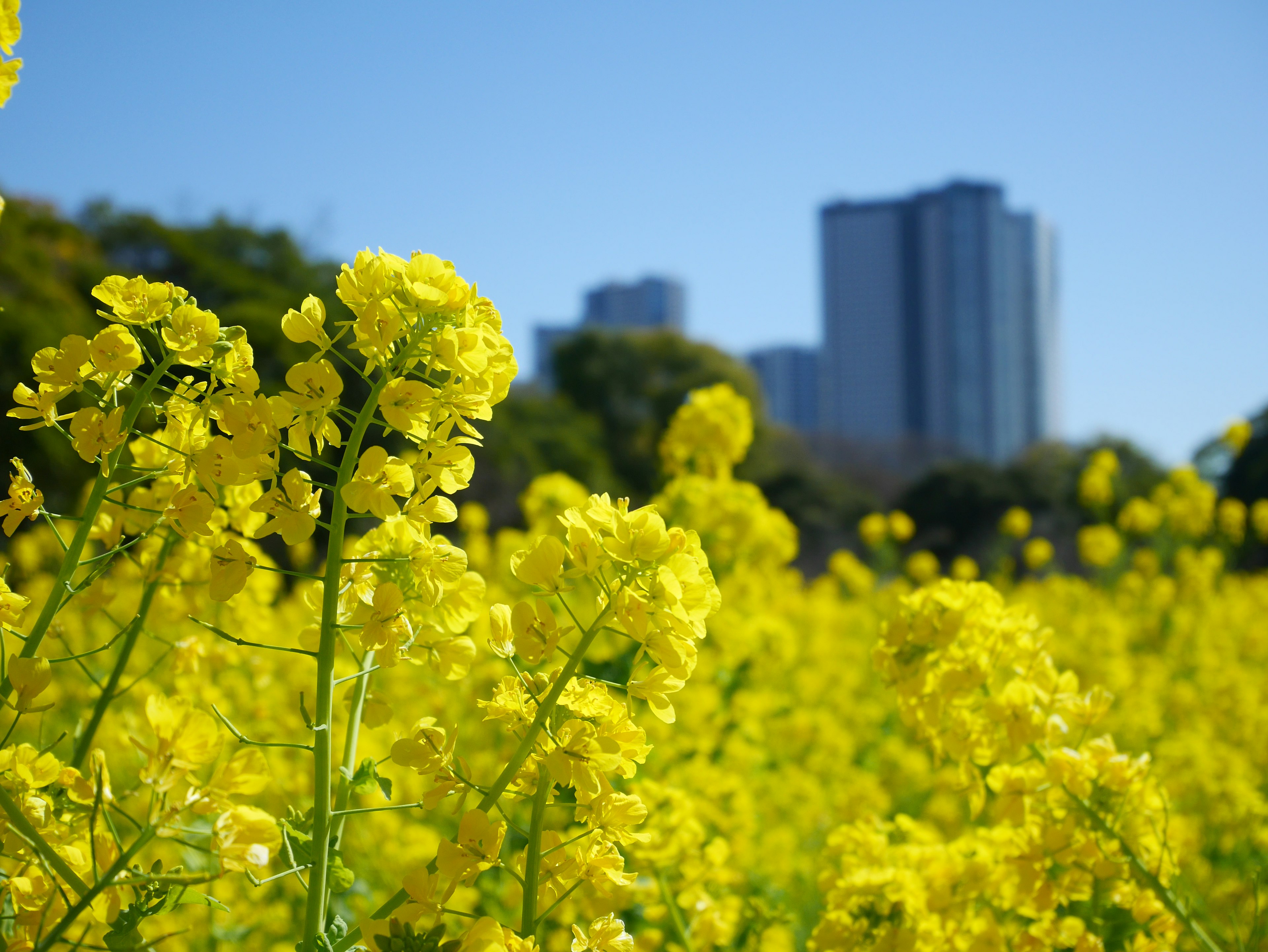 黄色い菜の花が咲く風景と背景の高層ビル